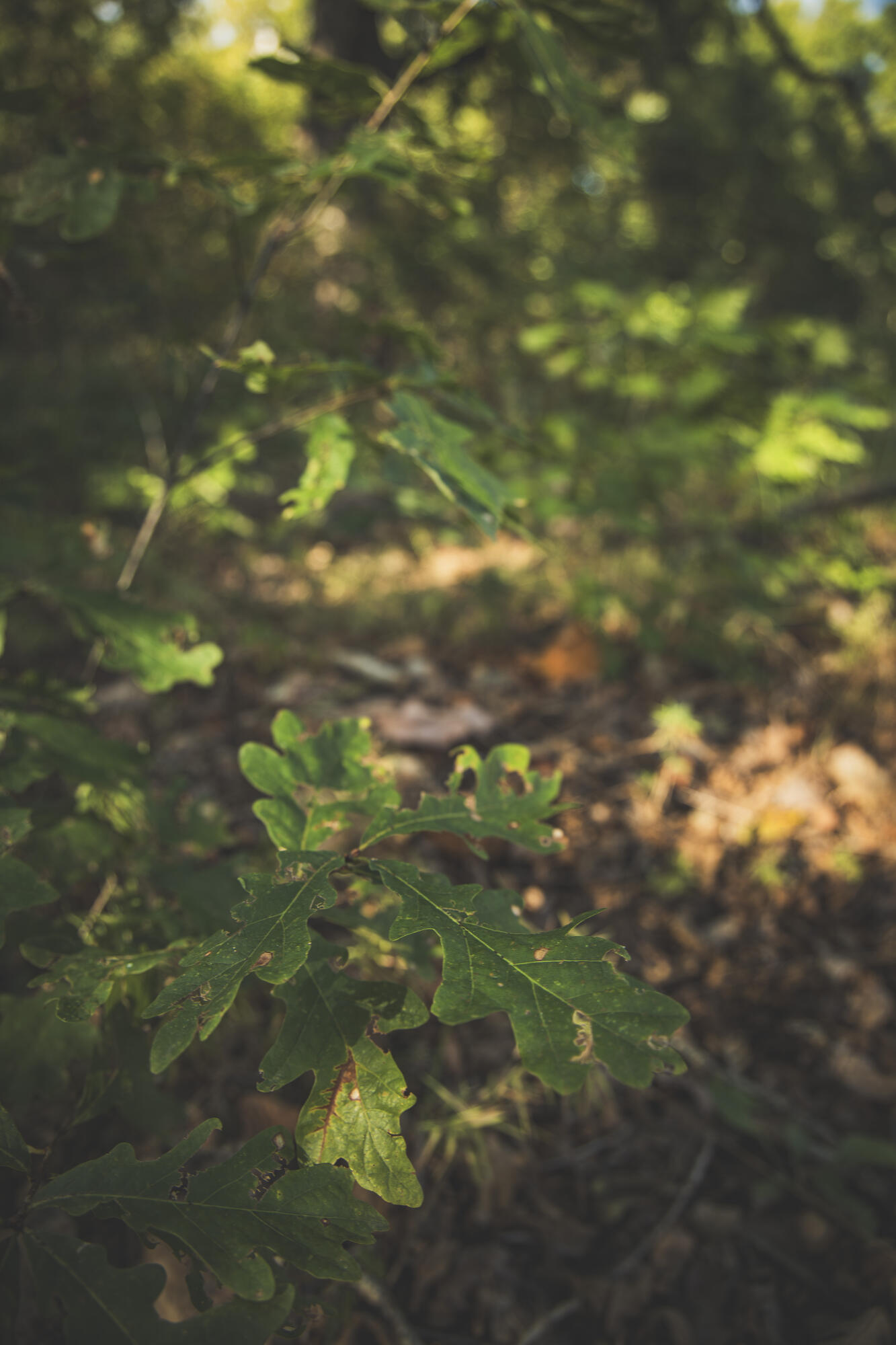 Photo 58 - Land for sale – 000  Boone Hollow Rd   Powell, MO