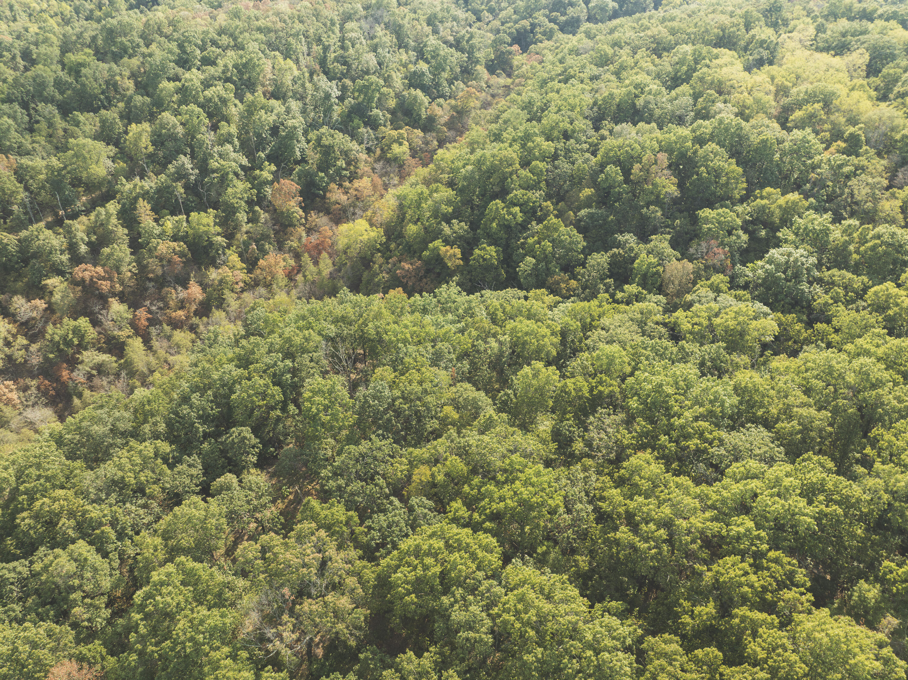 Photo 19 - Land for sale – 000  Boone Hollow Rd   Powell, MO