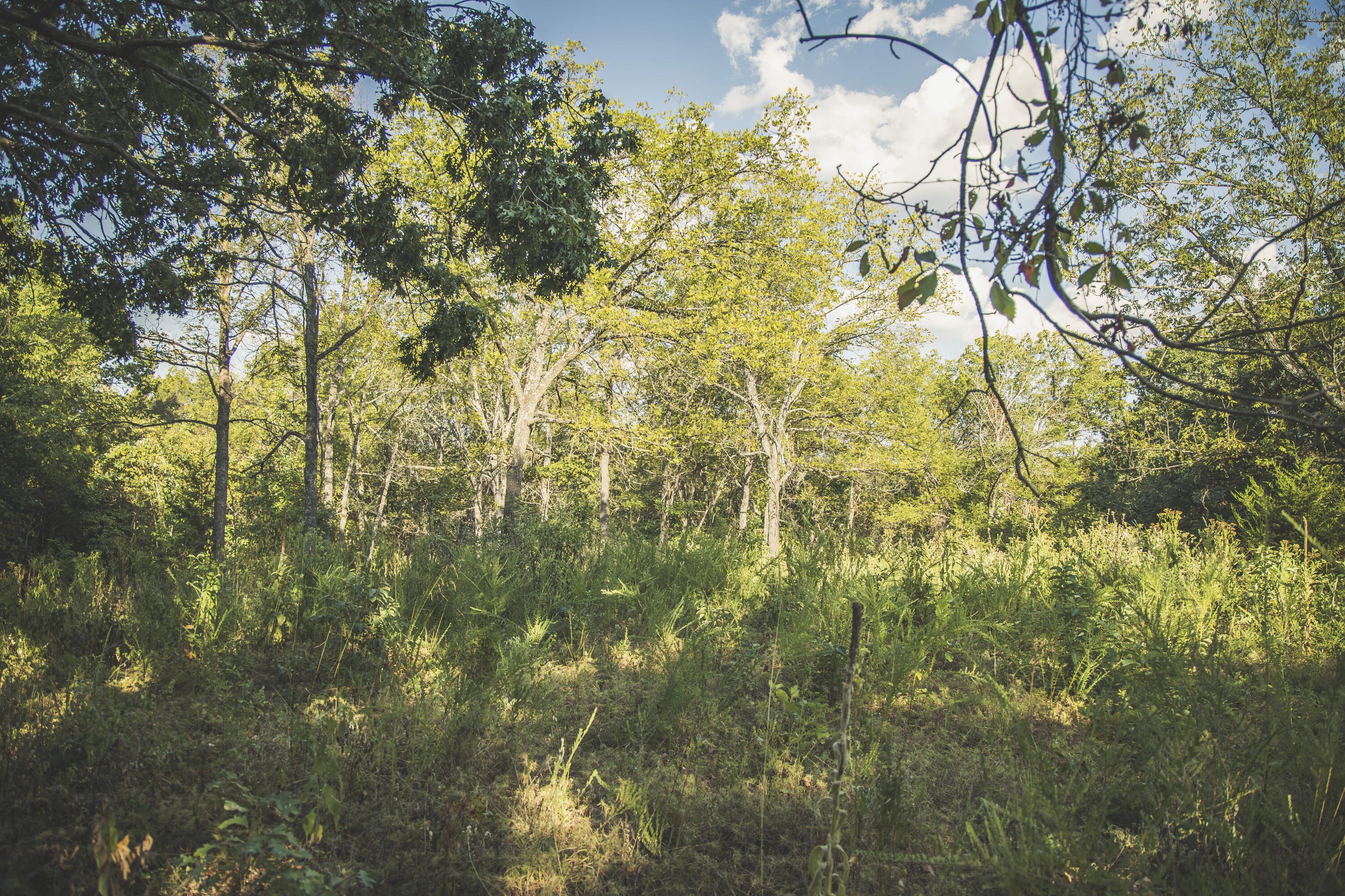 Photo 59 - Land for sale – 000  Boone Hollow Rd   Powell, MO