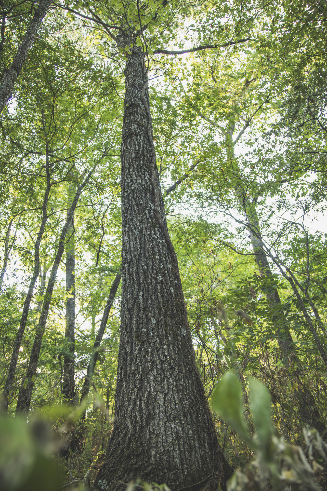 Photo 75 - Land for sale – 000  Boone Hollow Rd   Powell, MO