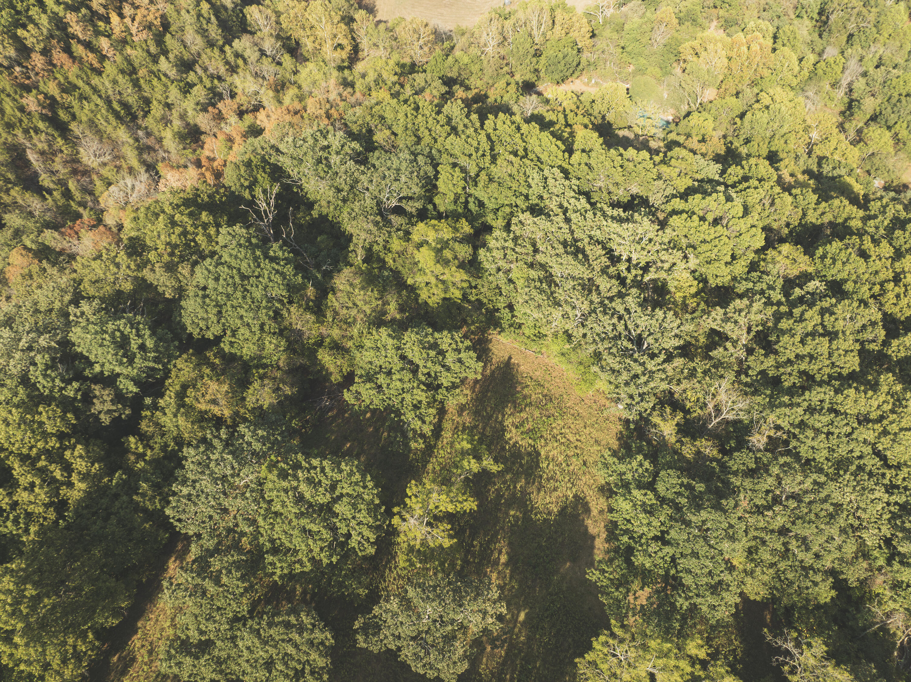 Photo 18 - Land for sale – 000  Boone Hollow Rd   Powell, MO