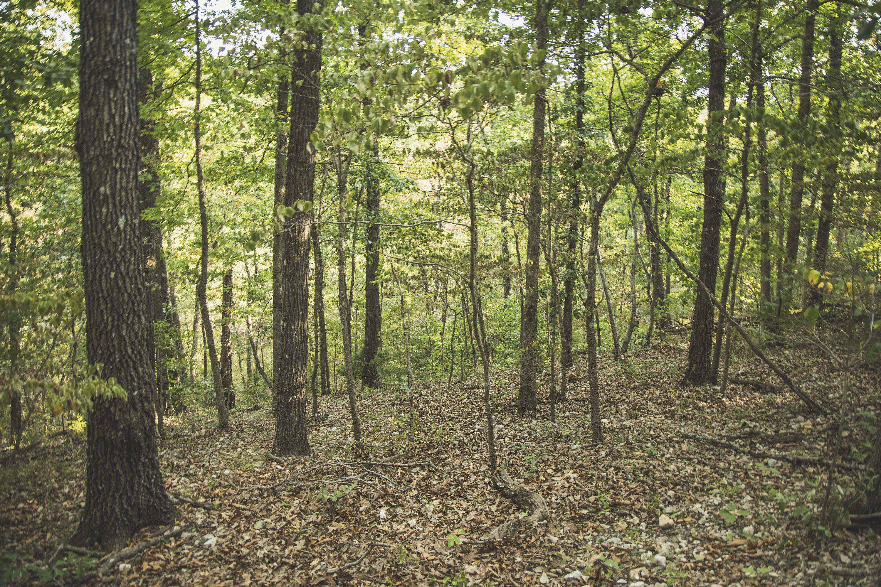 Photo 72 - Land for sale – 000  Boone Hollow Rd   Powell, MO