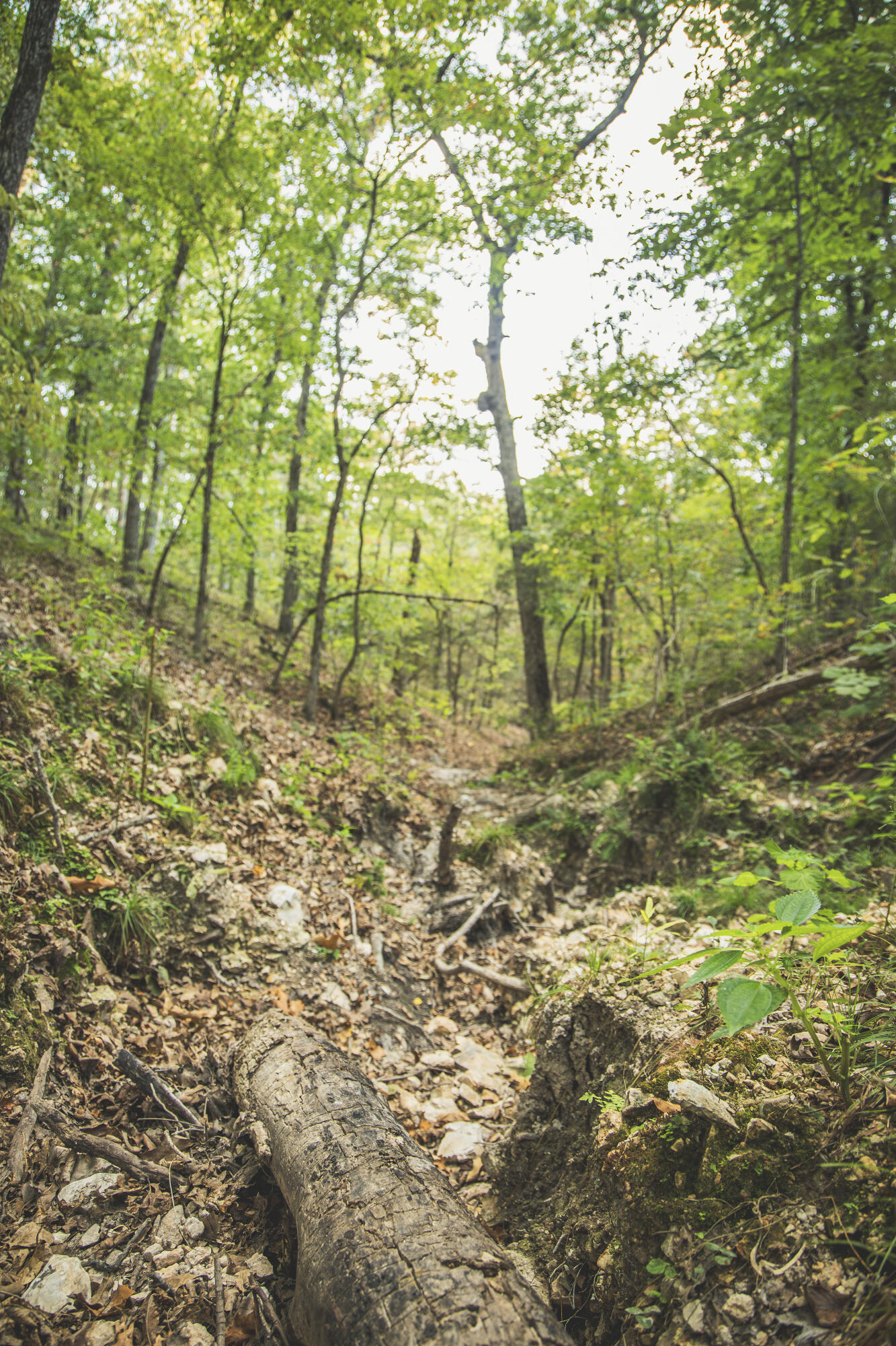 Photo 78 - Land for sale – 000  Boone Hollow Rd   Powell, MO