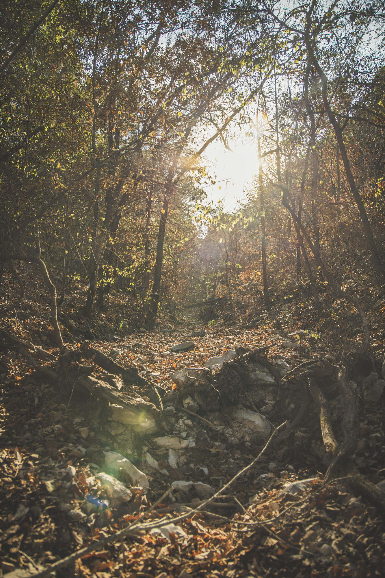 Photo 95 - Land for sale – 000  Boone Hollow Rd   Powell, MO