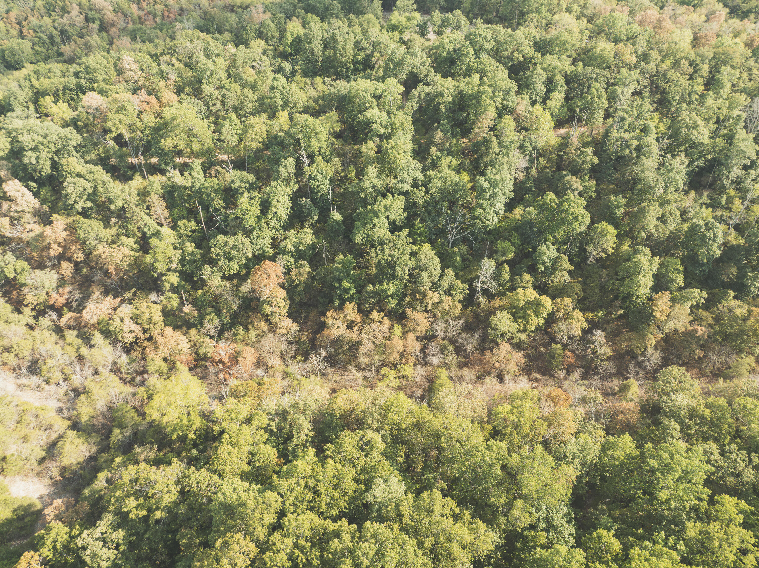 Photo 30 - Land for sale – 000  Boone Hollow Rd   Powell, MO