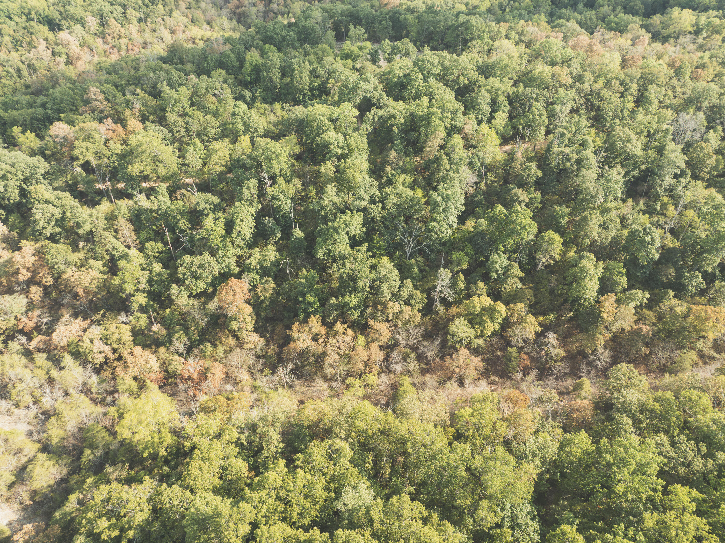 Photo 29 - Land for sale – 000  Boone Hollow Rd   Powell, MO