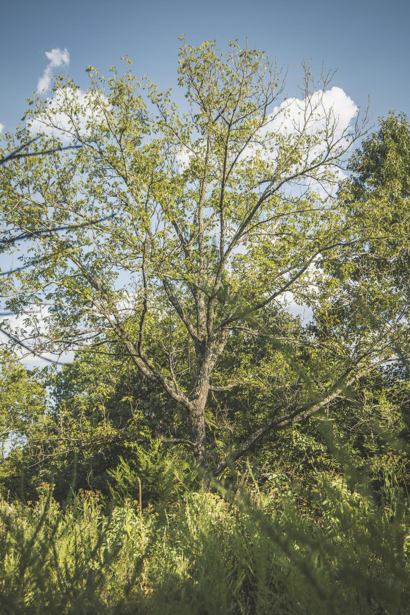 Photo 60 - Land for sale – 000  Boone Hollow Rd   Powell, MO