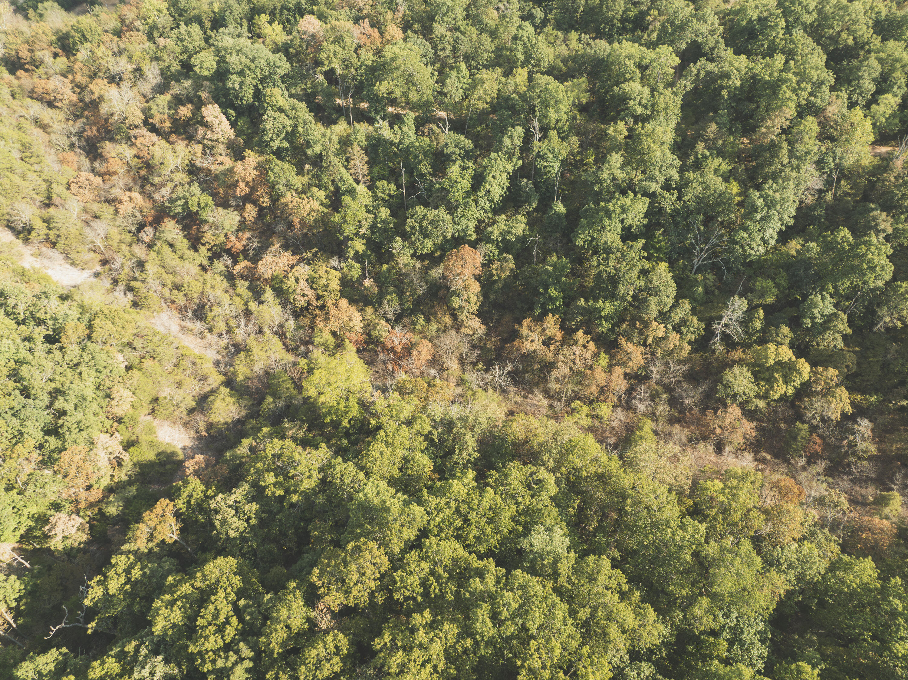 Photo 31 - Land for sale – 000  Boone Hollow Rd   Powell, MO