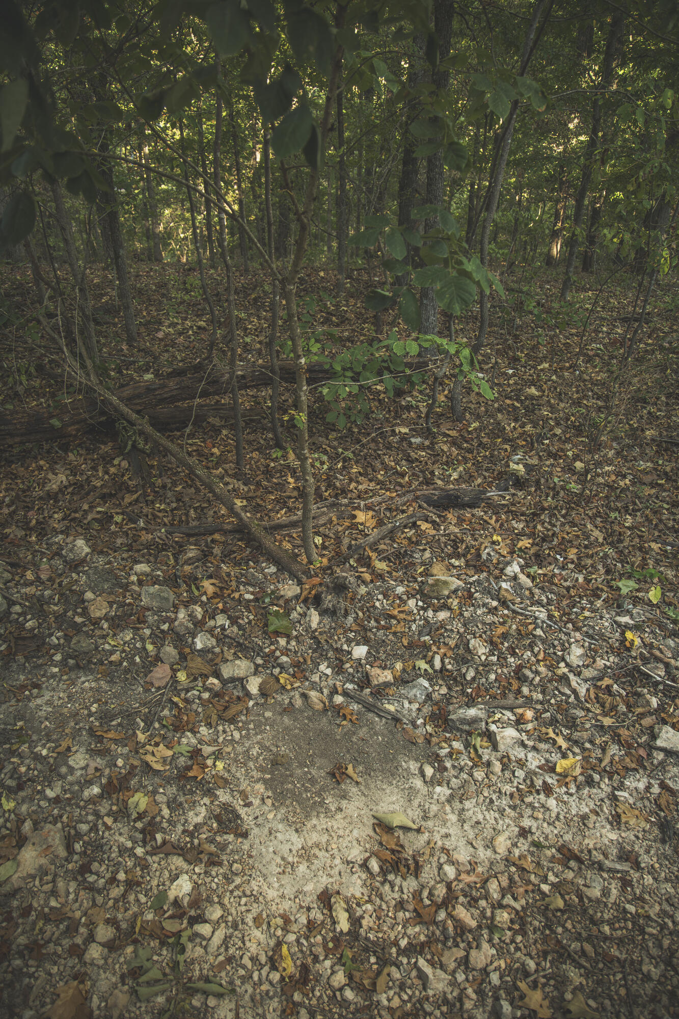 Photo 74 - Land for sale – 000  Boone Hollow Rd   Powell, MO