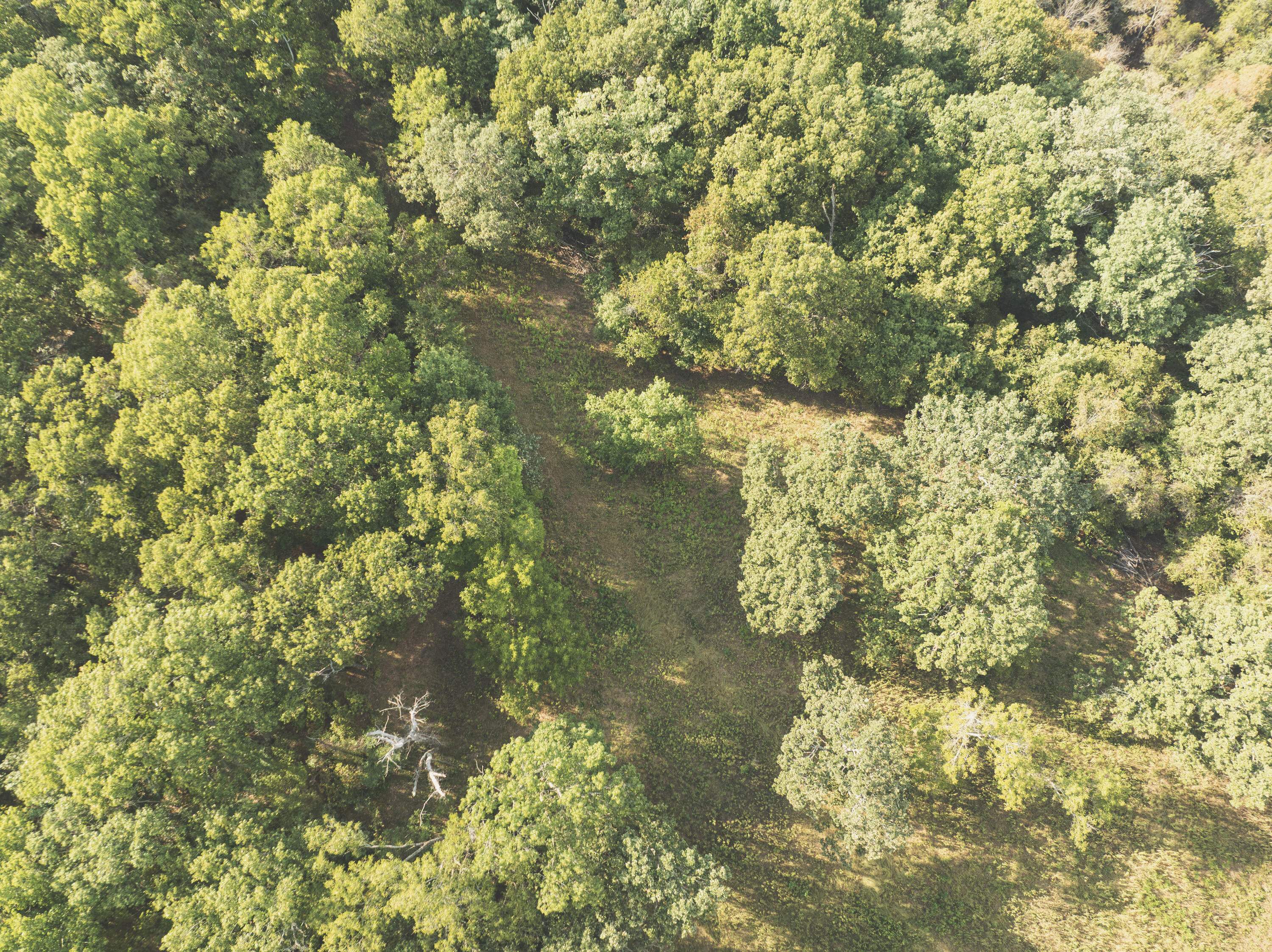 Photo 25 - Land for sale – 000  Boone Hollow Rd   Powell, MO