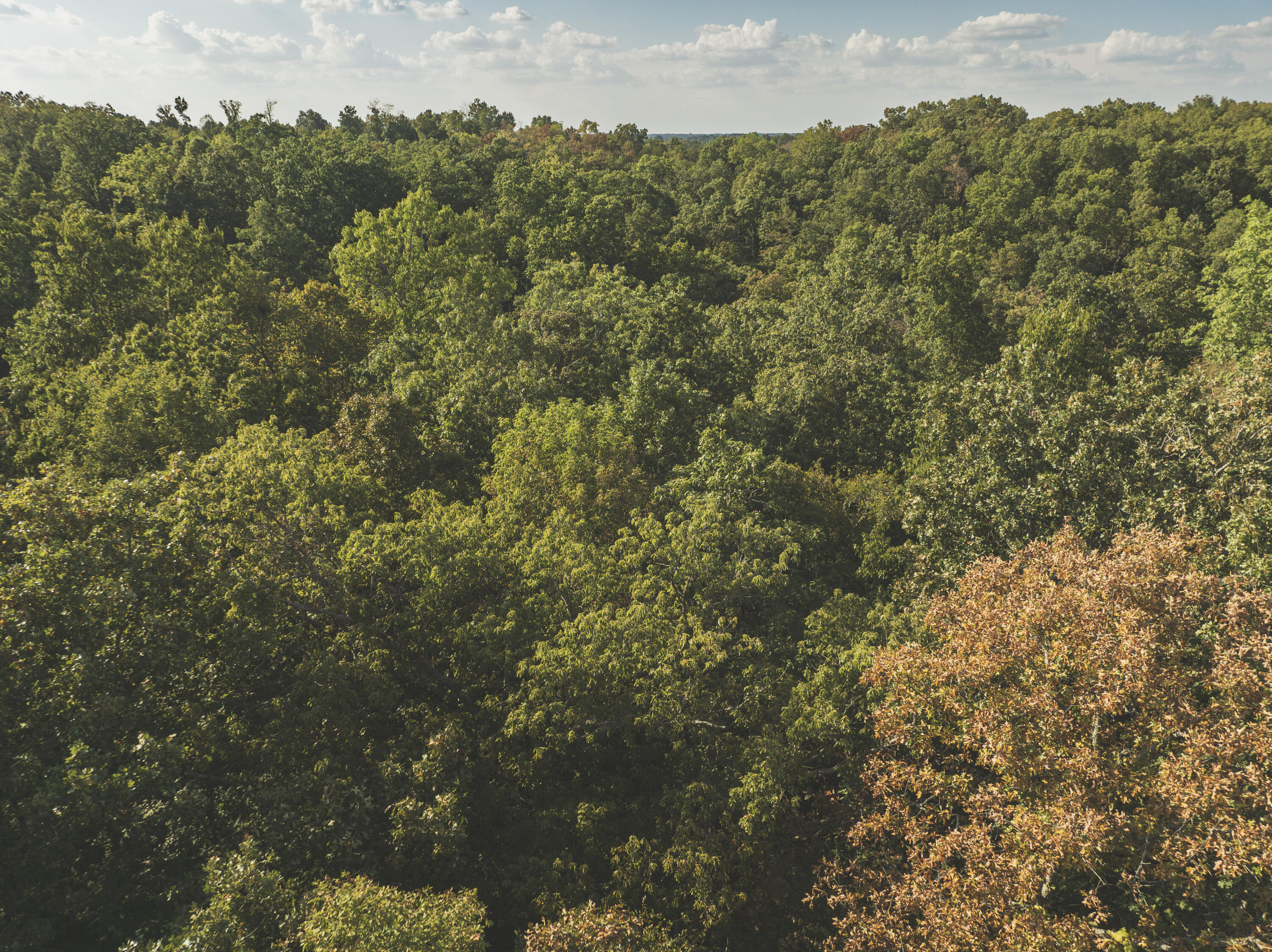 Photo 2 - Land for sale – 000  Boone Hollow Rd   Powell, MO