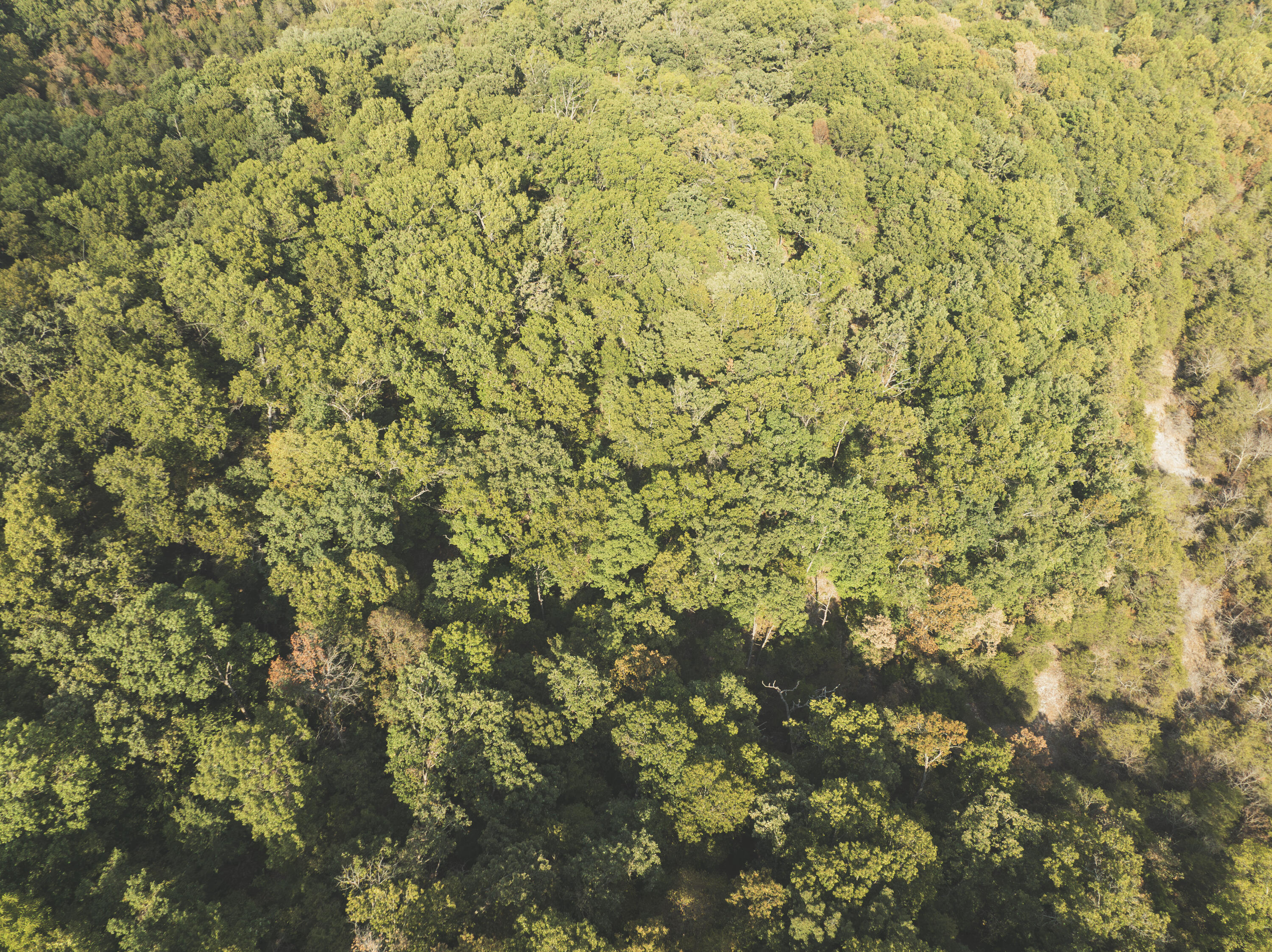 Photo 32 - Land for sale – 000  Boone Hollow Rd   Powell, MO