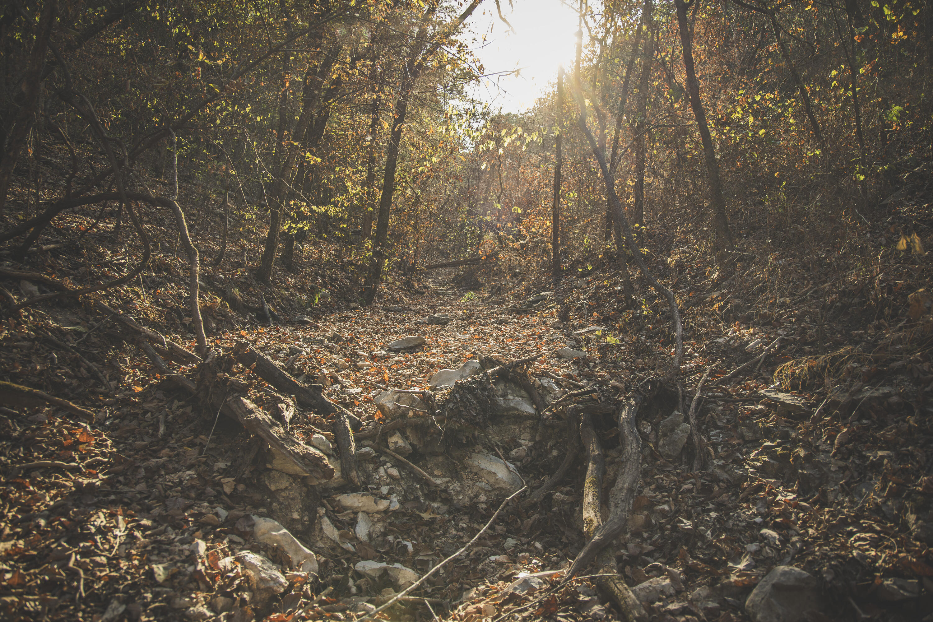 Photo 94 - Land for sale – 000  Boone Hollow Rd   Powell, MO