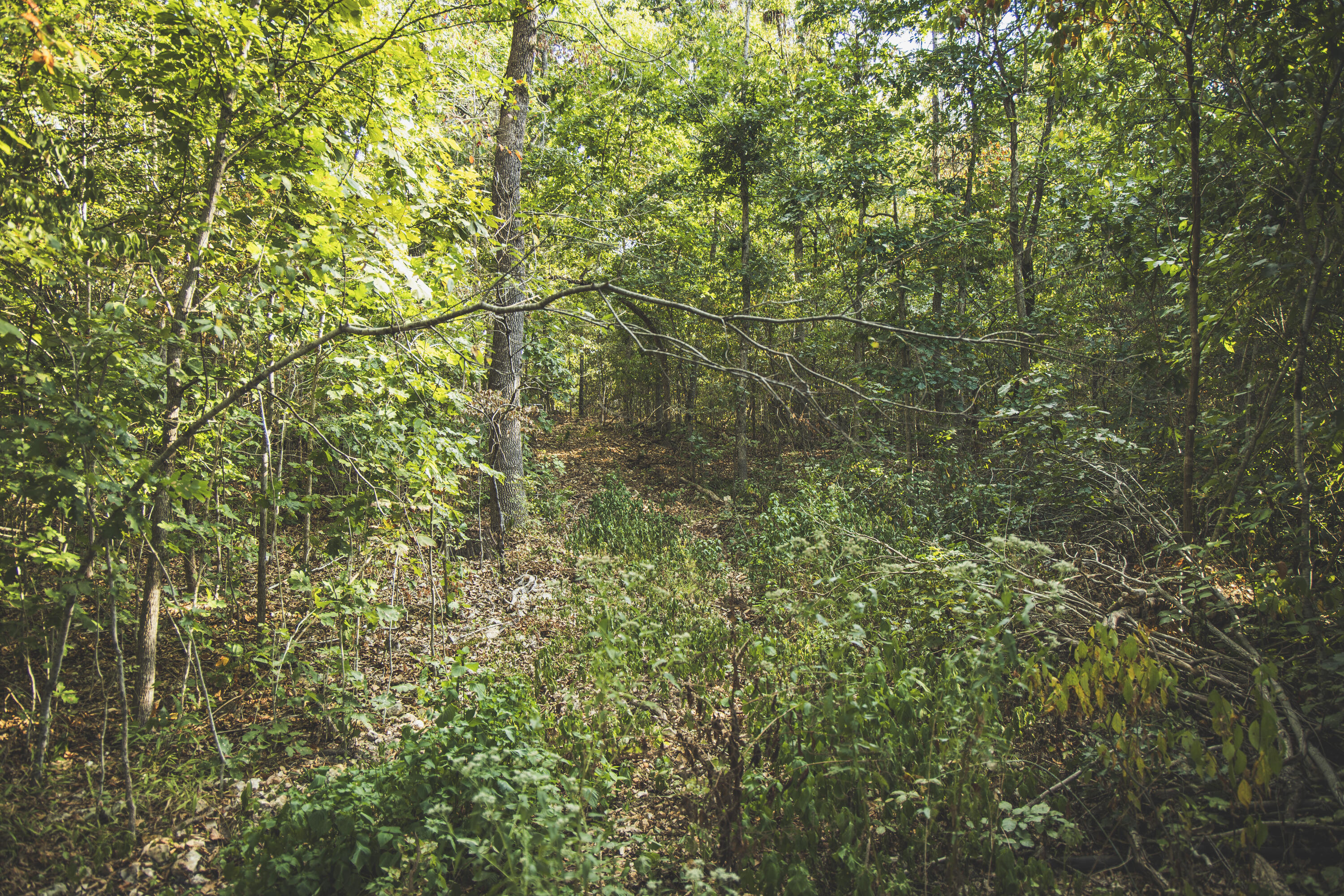 Photo 46 - Land for sale – 000  Boone Hollow Rd   Powell, MO