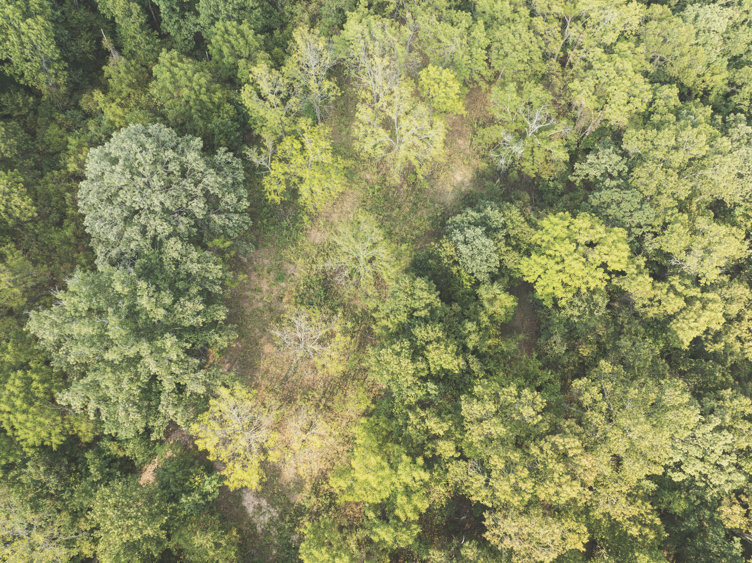 Photo 36 - Land for sale – 000  Boone Hollow Rd   Powell, MO