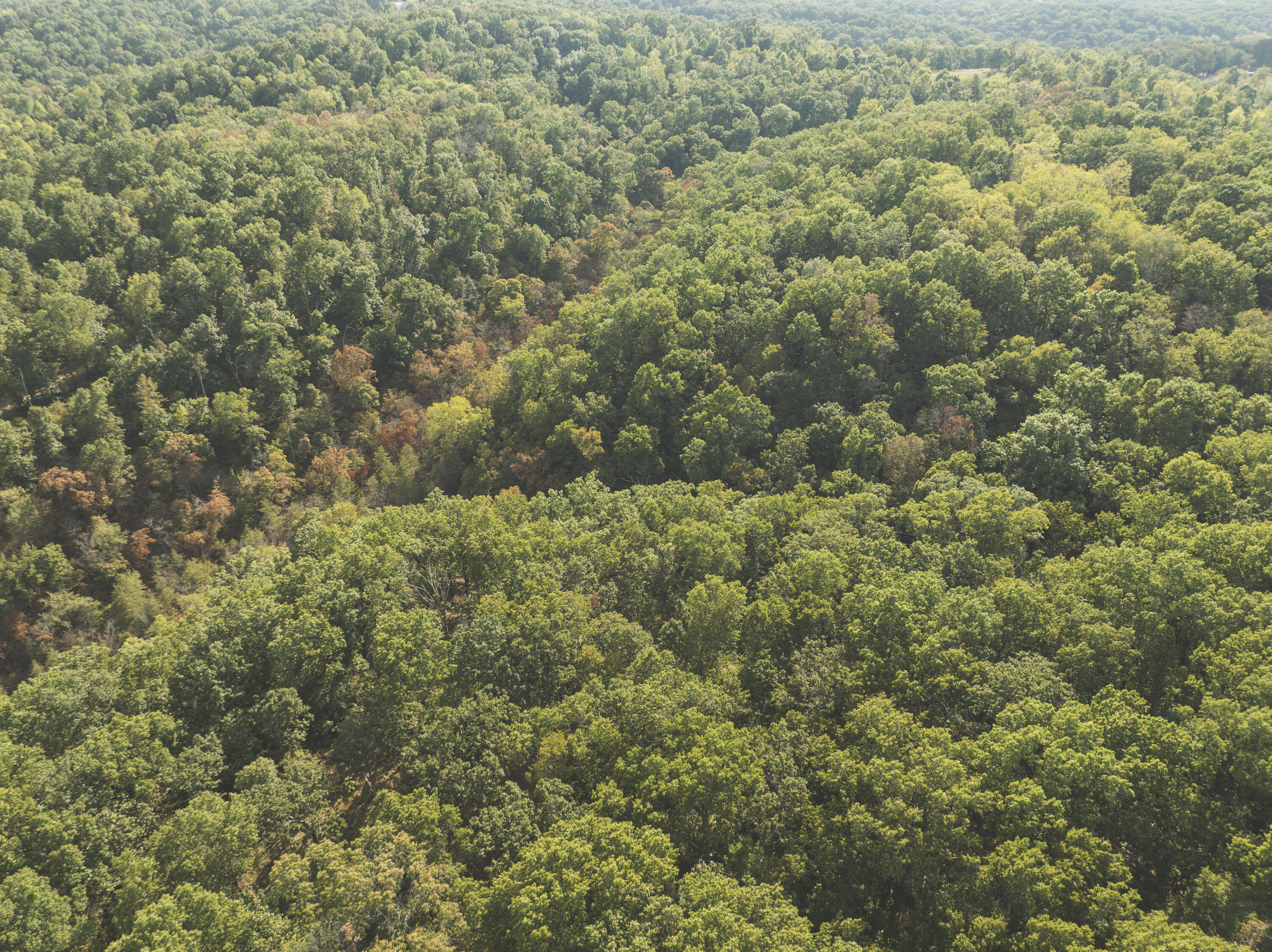 Photo 15 - Land for sale – 000  Boone Hollow Rd   Powell, MO