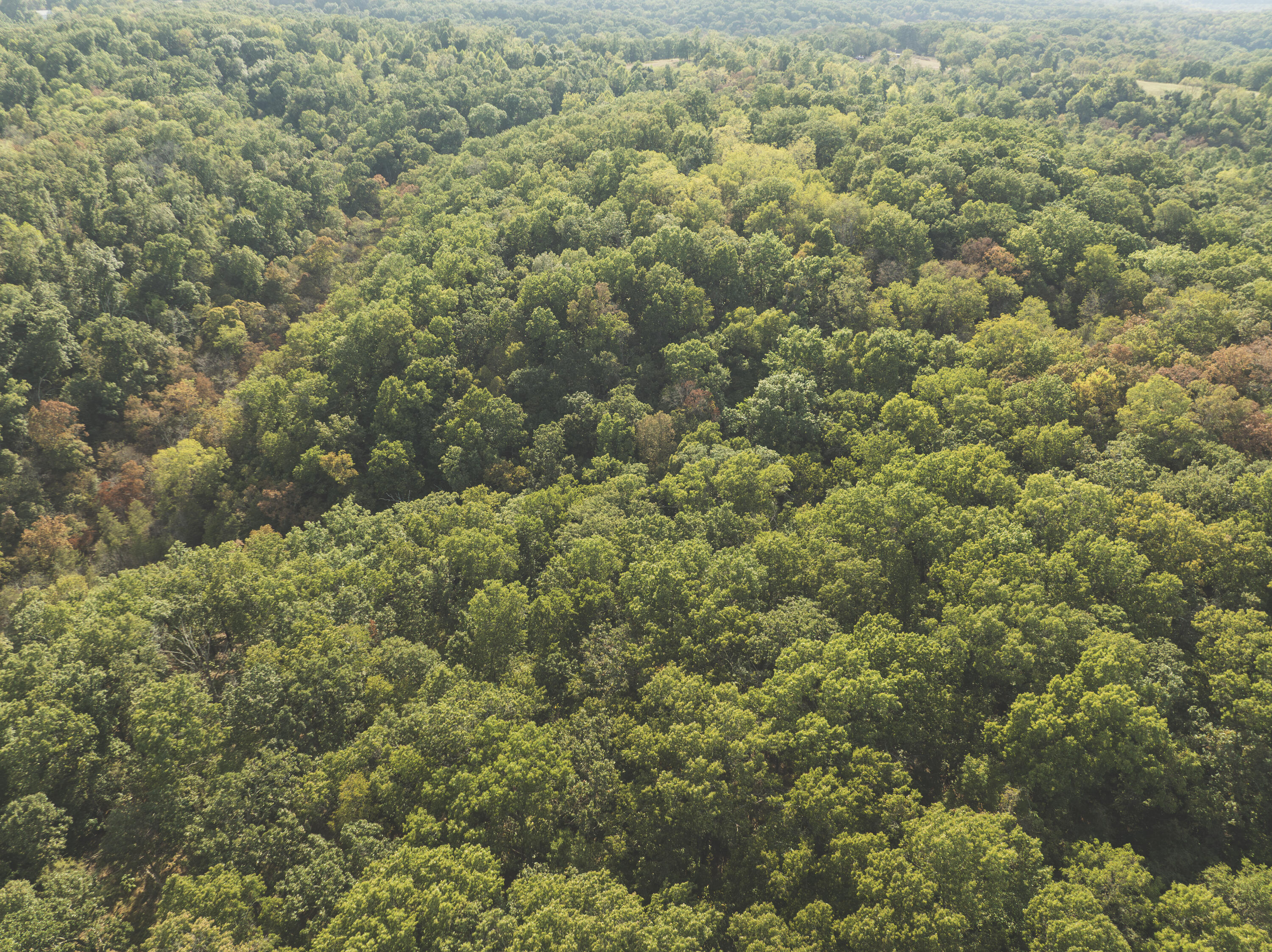 Photo 16 - Land for sale – 000  Boone Hollow Rd   Powell, MO