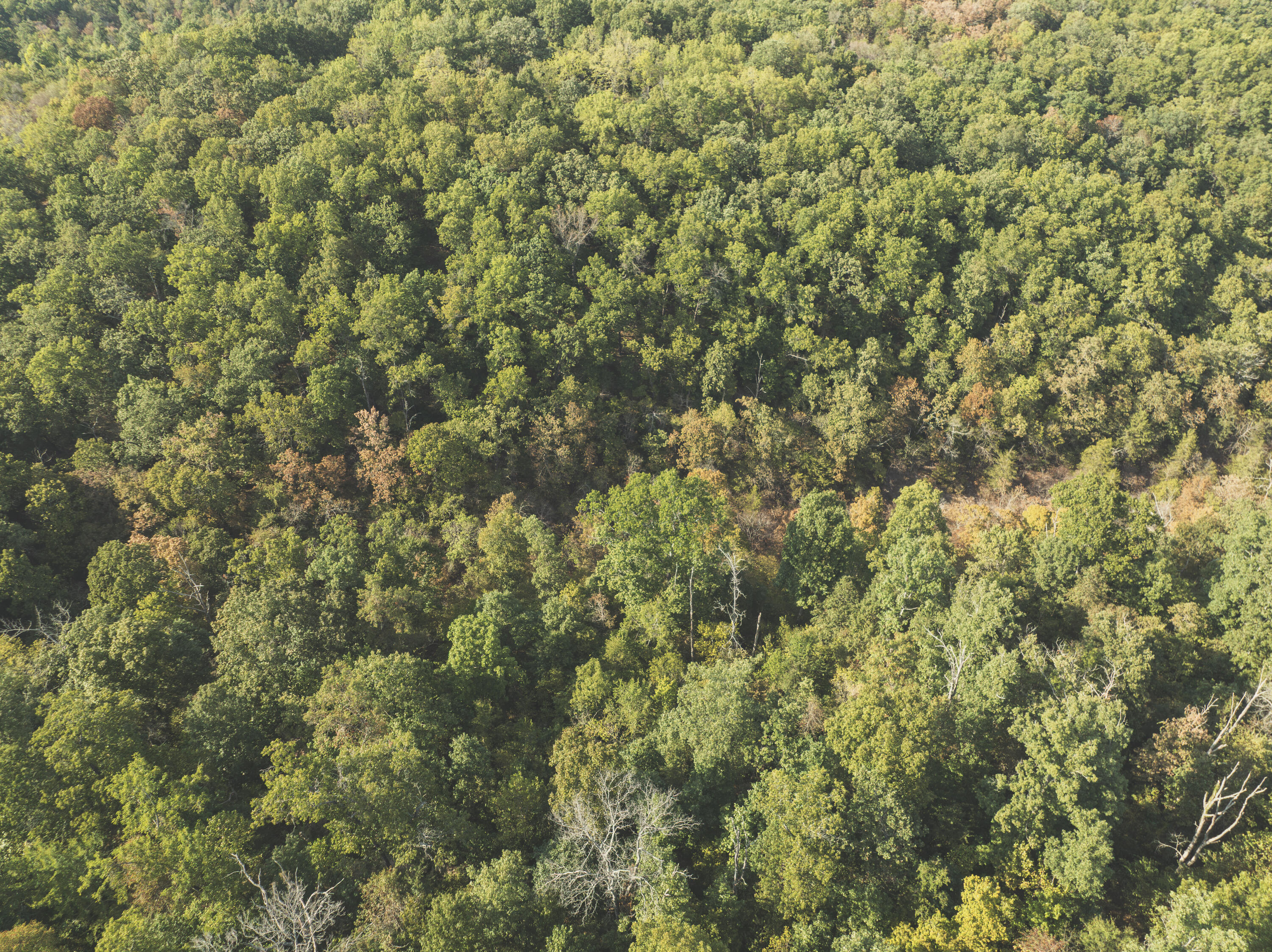 Photo 7 - Land for sale – 000  Boone Hollow Rd   Powell, MO