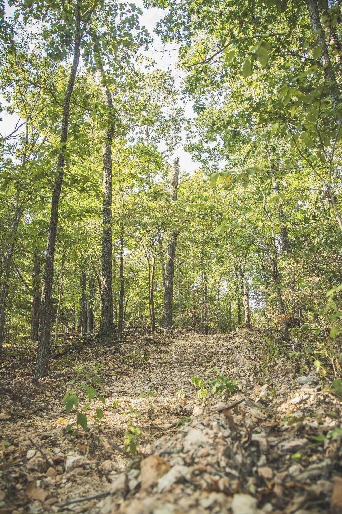 Photo 71 - Land for sale – 000  Boone Hollow Rd   Powell, MO