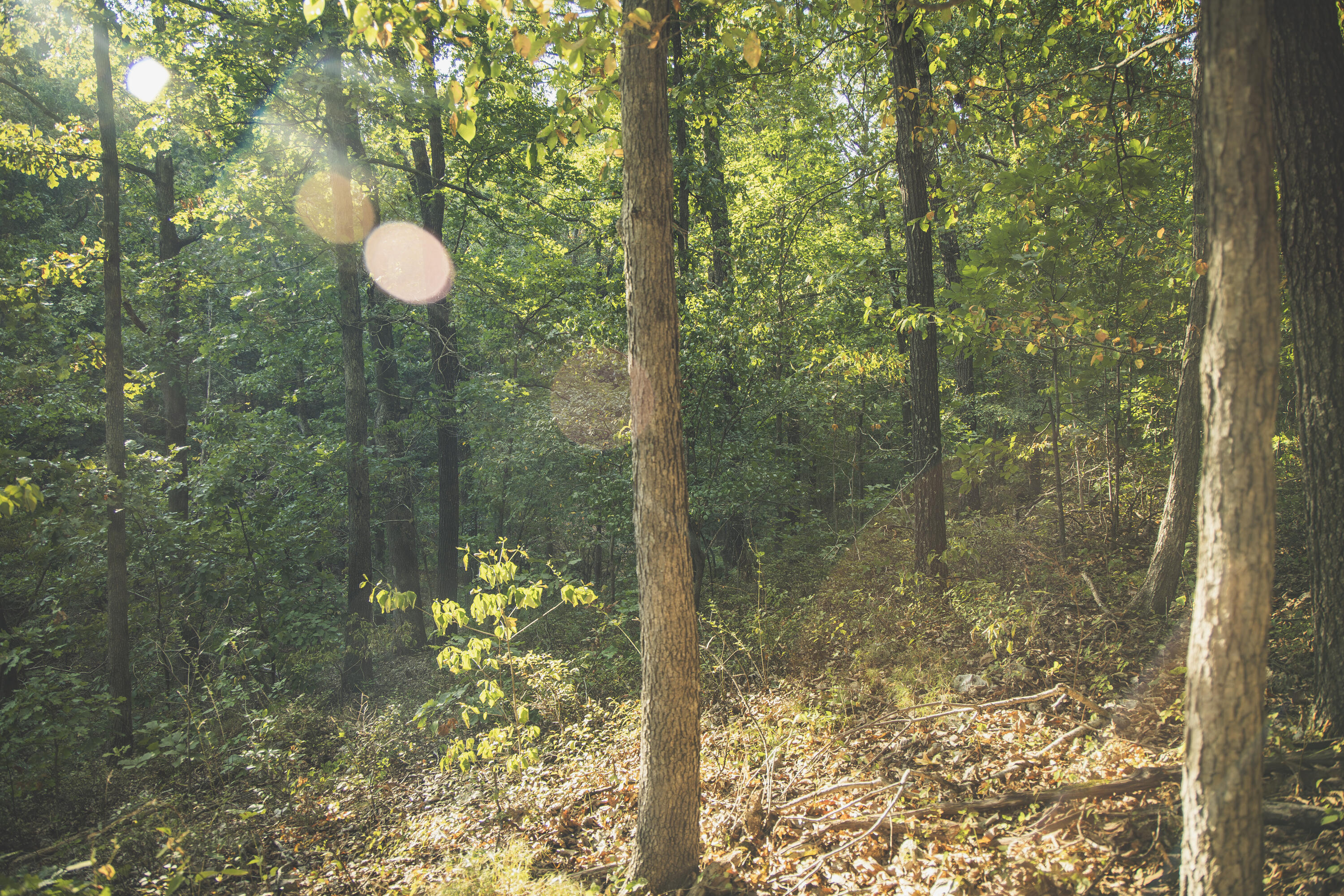 Photo 81 - Land for sale – 000  Boone Hollow Rd   Powell, MO