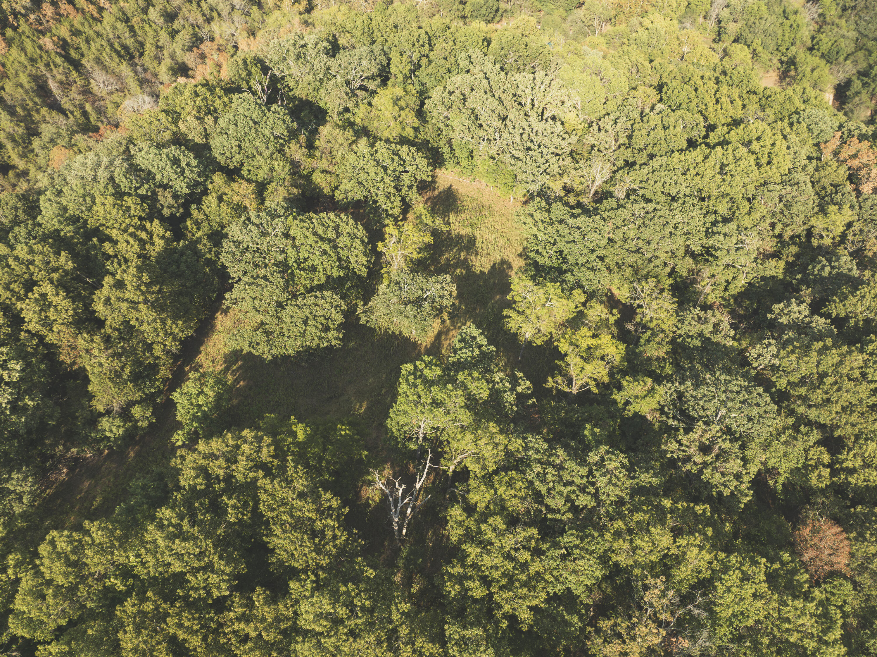 Photo 28 - Land for sale – 000  Boone Hollow Rd   Powell, MO
