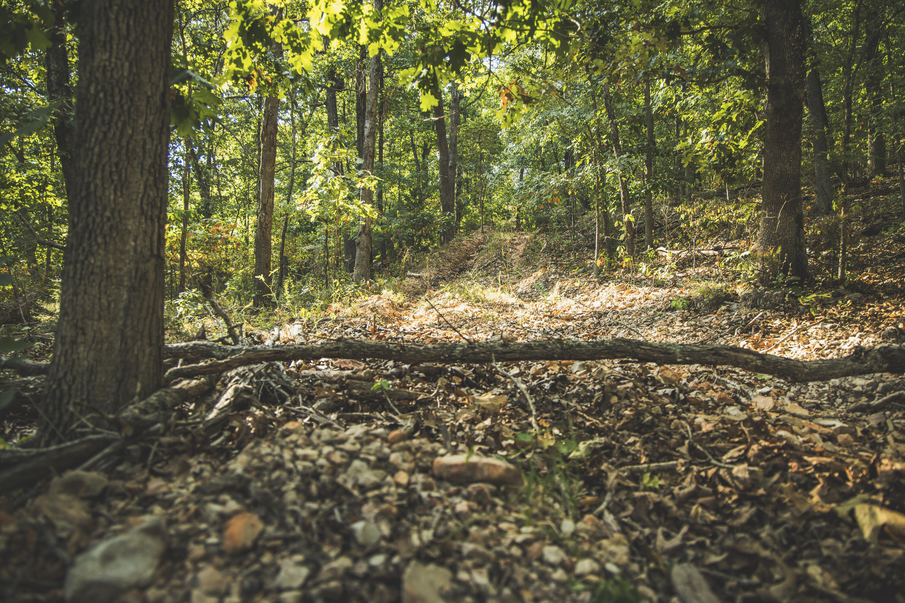 Photo 50 - Land for sale – 000  Boone Hollow Rd   Powell, MO