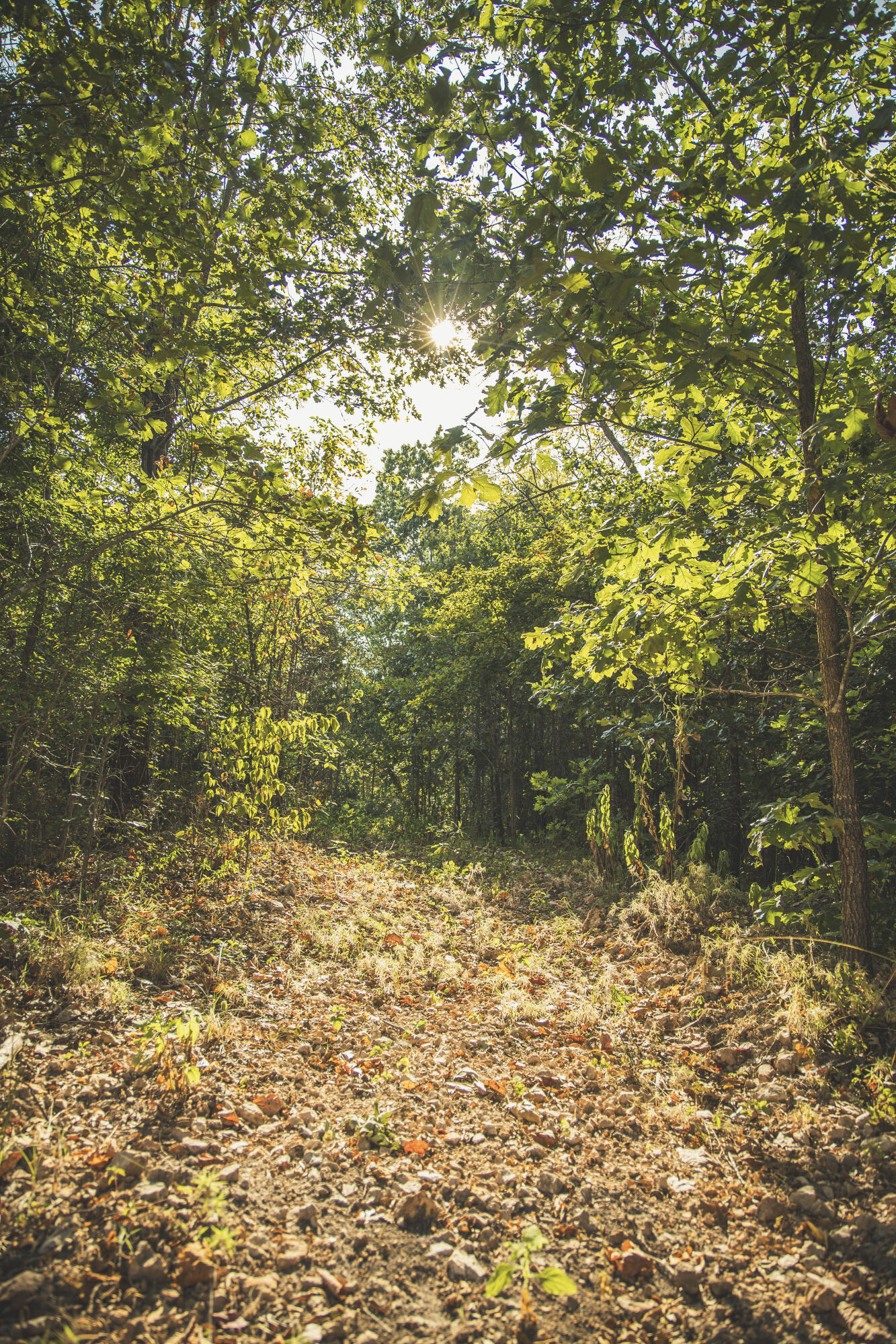 Photo 66 - Land for sale – 000  Boone Hollow Rd   Powell, MO