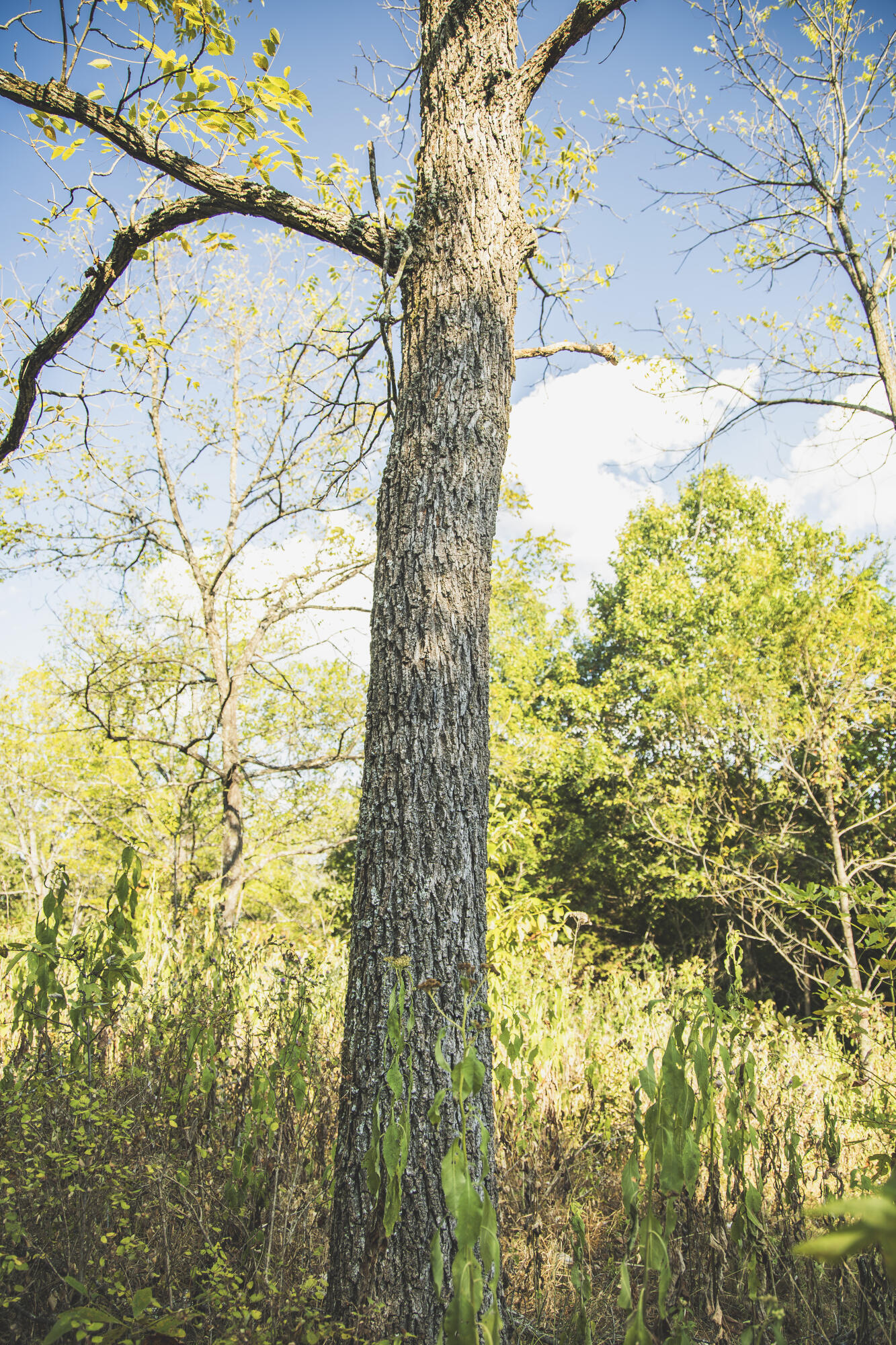 Photo 53 - Land for sale – 000  Boone Hollow Rd   Powell, MO