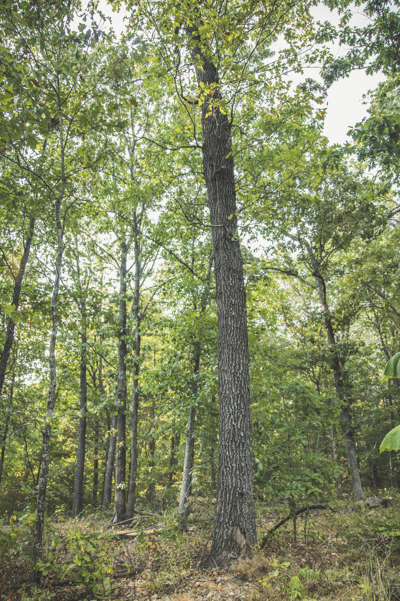 Photo 88 - Land for sale – 000  Boone Hollow Rd   Powell, MO