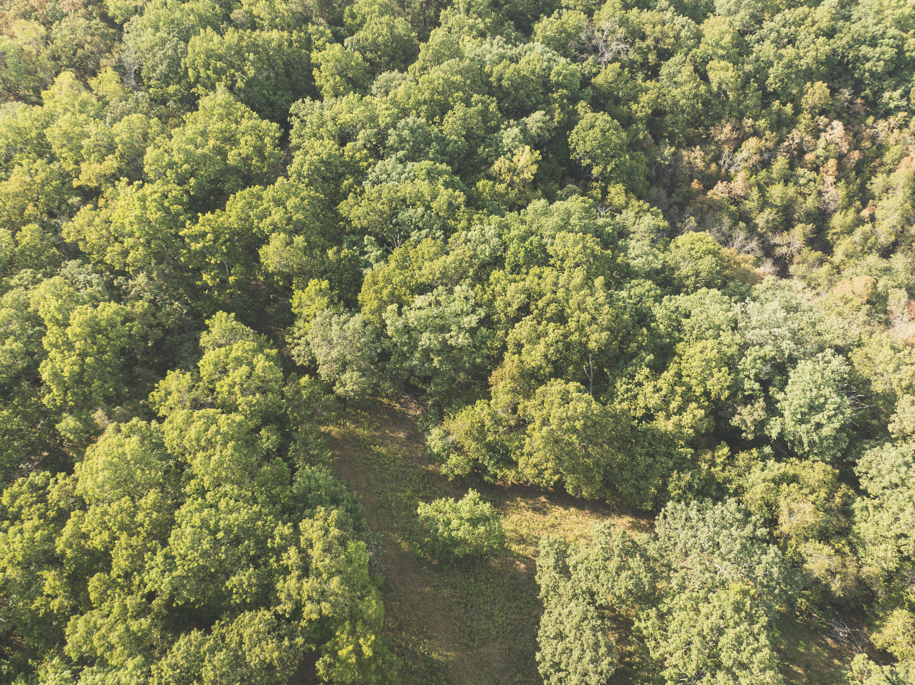 Photo 24 - Land for sale – 000  Boone Hollow Rd   Powell, MO