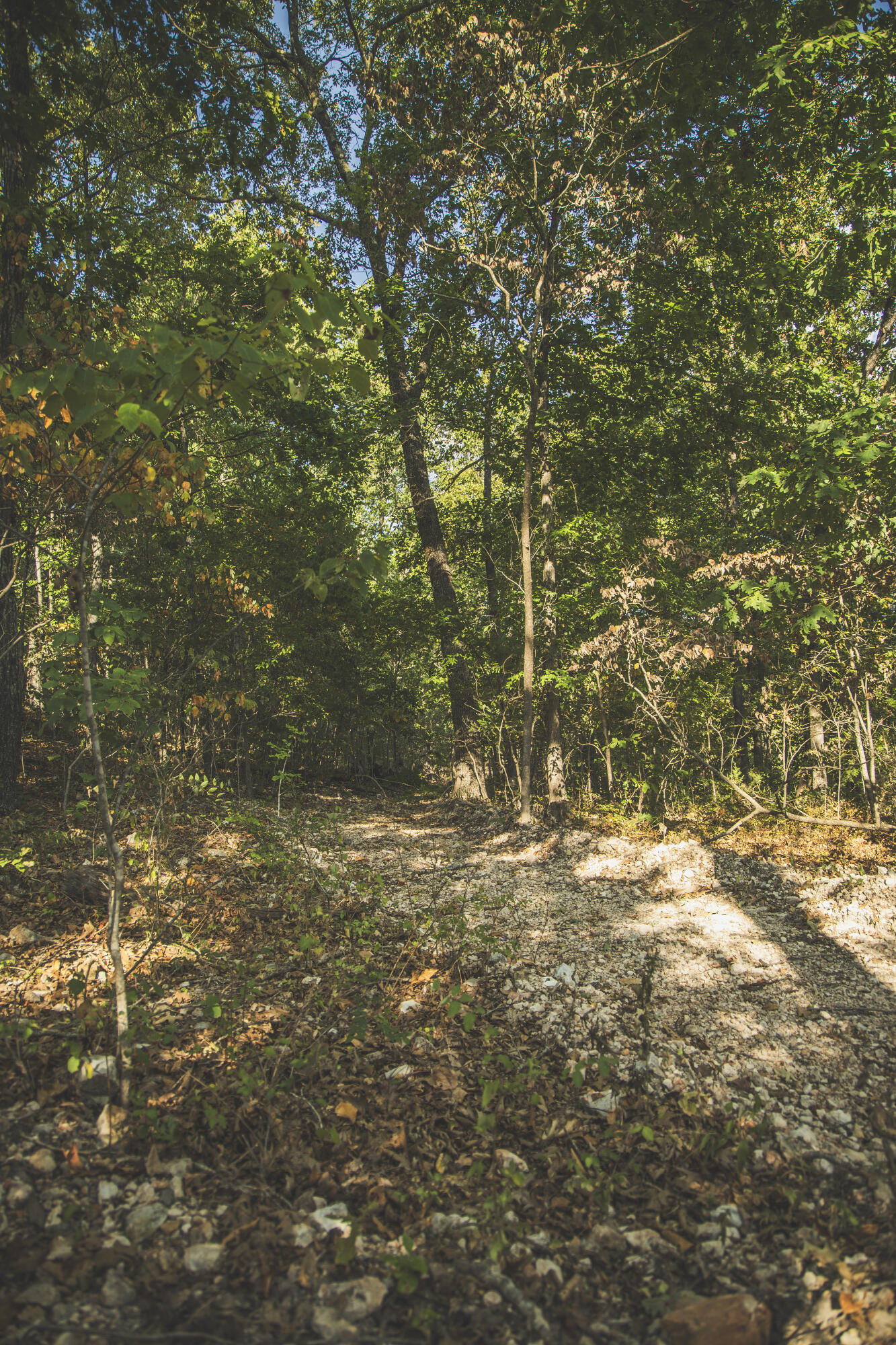 Photo 51 - Land for sale – 000  Boone Hollow Rd   Powell, MO