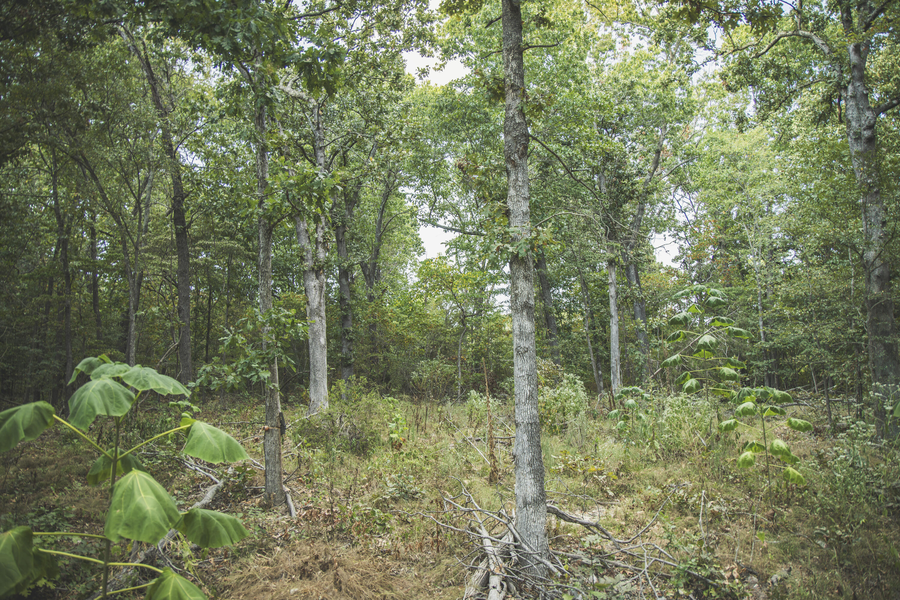 Photo 86 - Land for sale – 000  Boone Hollow Rd   Powell, MO