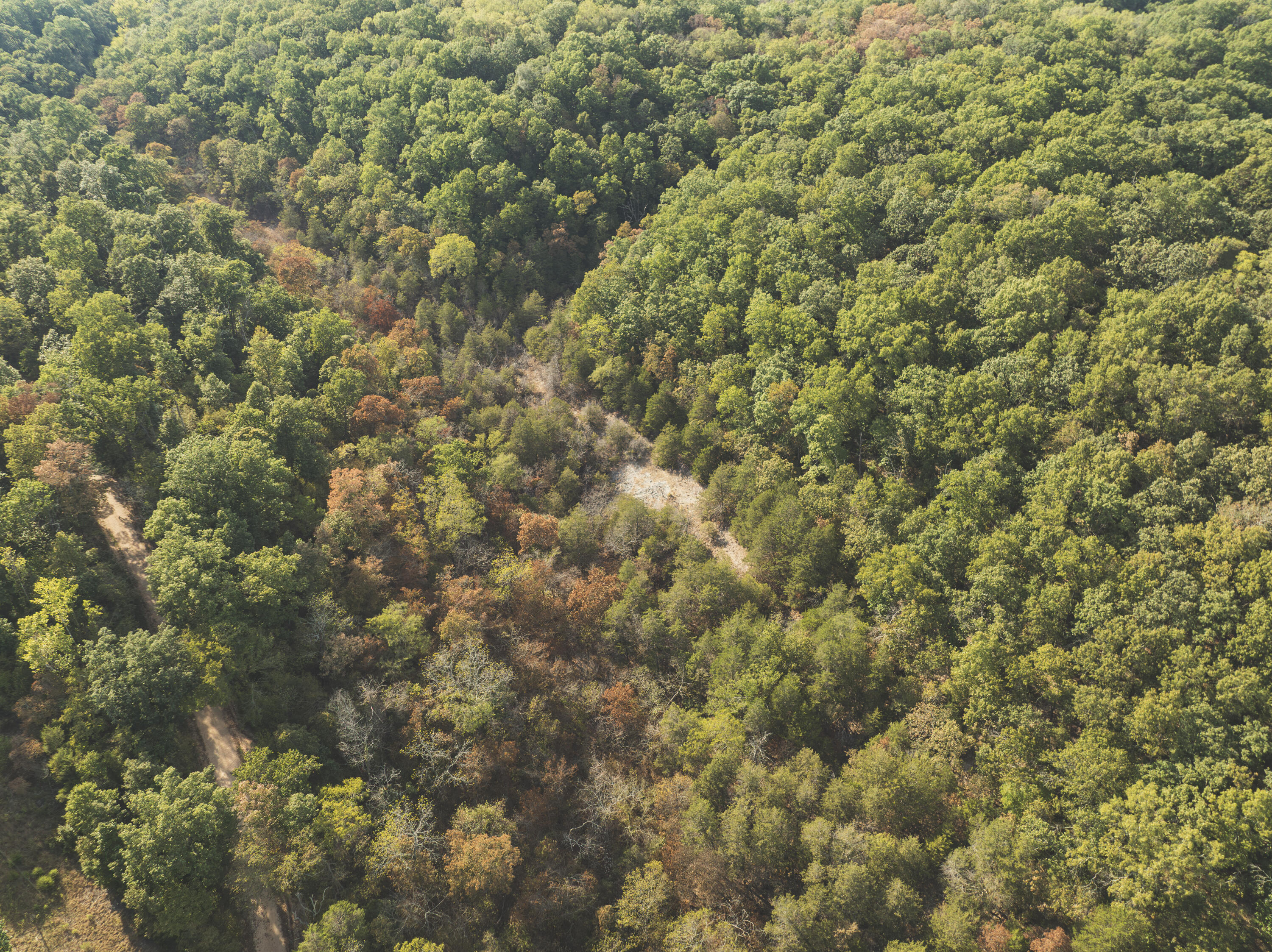 Photo 8 - Land for sale – 000  Boone Hollow Rd   Powell, MO
