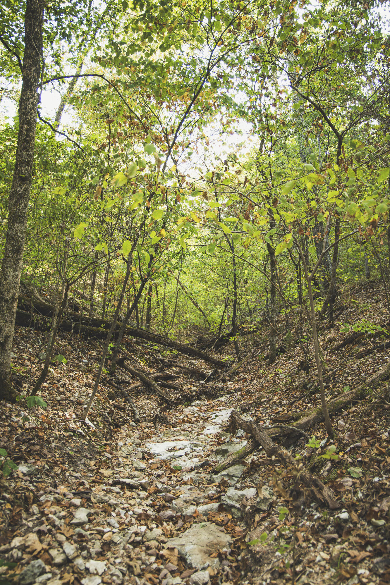Photo 48 - Land for sale – 000  Boone Hollow Rd   Powell, MO