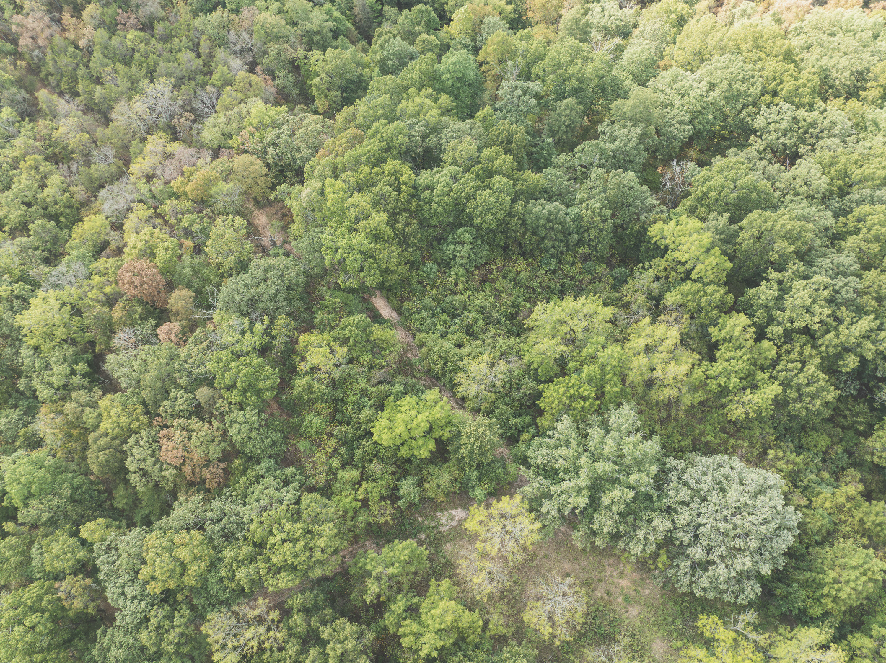 Photo 37 - Land for sale – 000  Boone Hollow Rd   Powell, MO