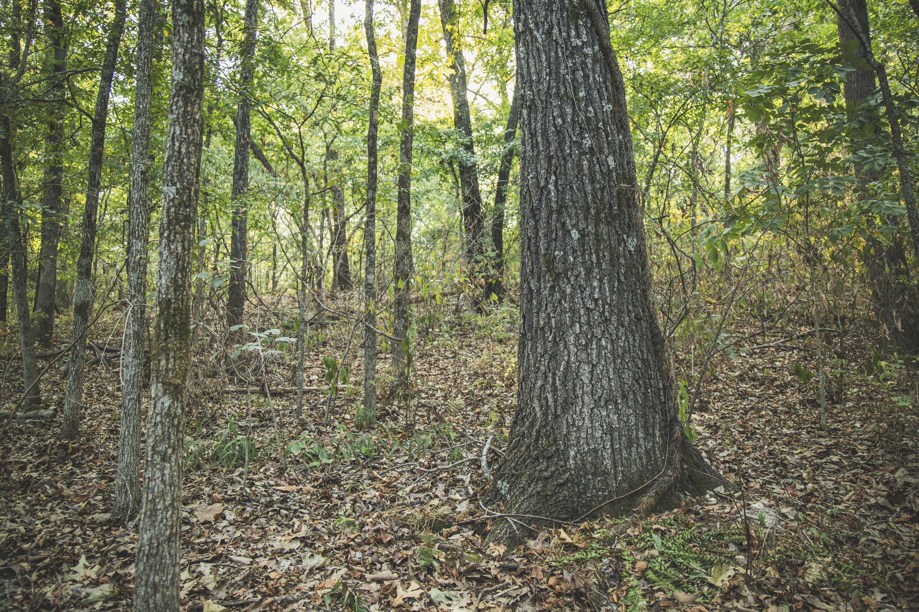Photo 76 - Land for sale – 000  Boone Hollow Rd   Powell, MO