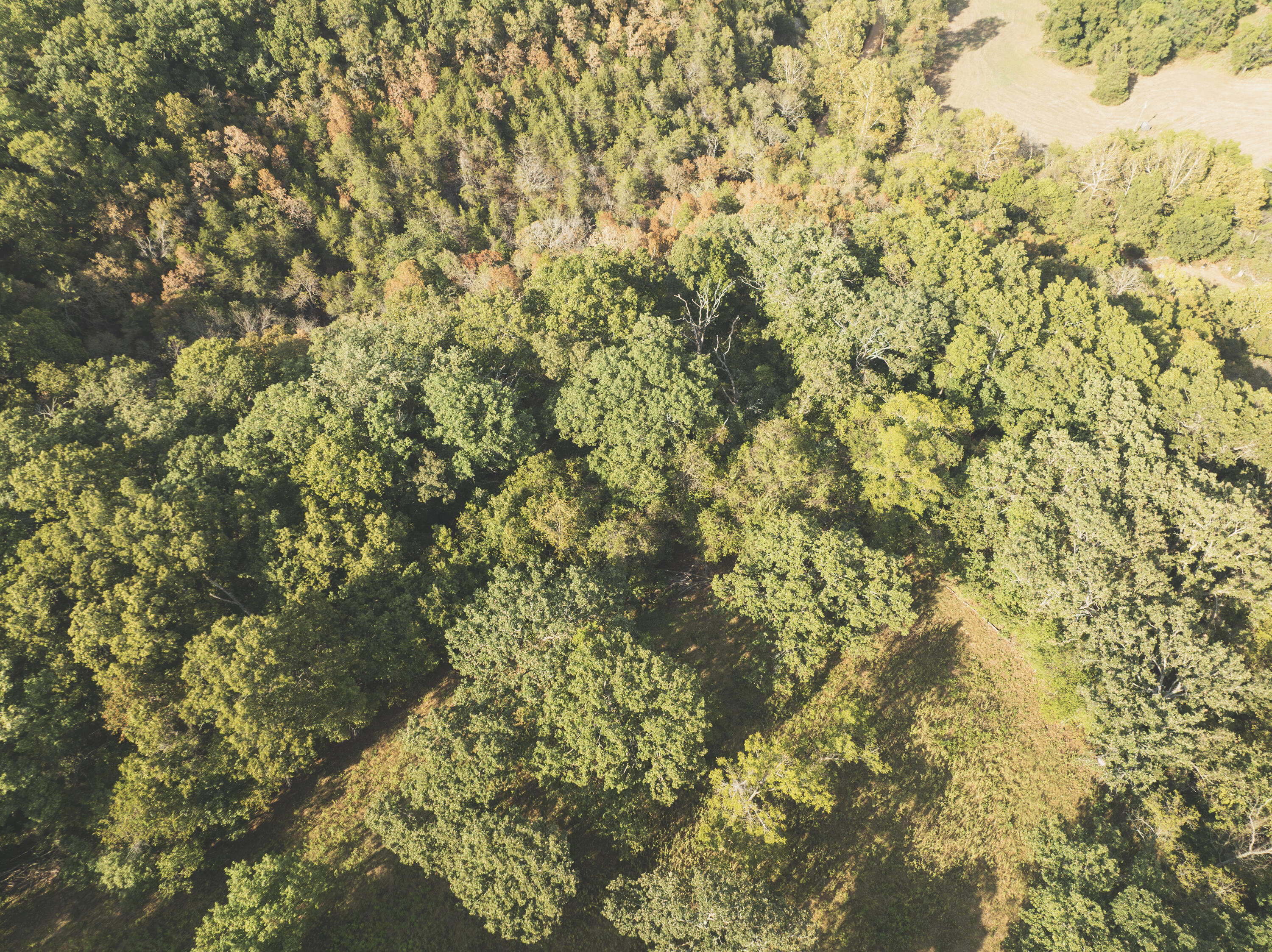 Photo 17 - Land for sale – 000  Boone Hollow Rd   Powell, MO