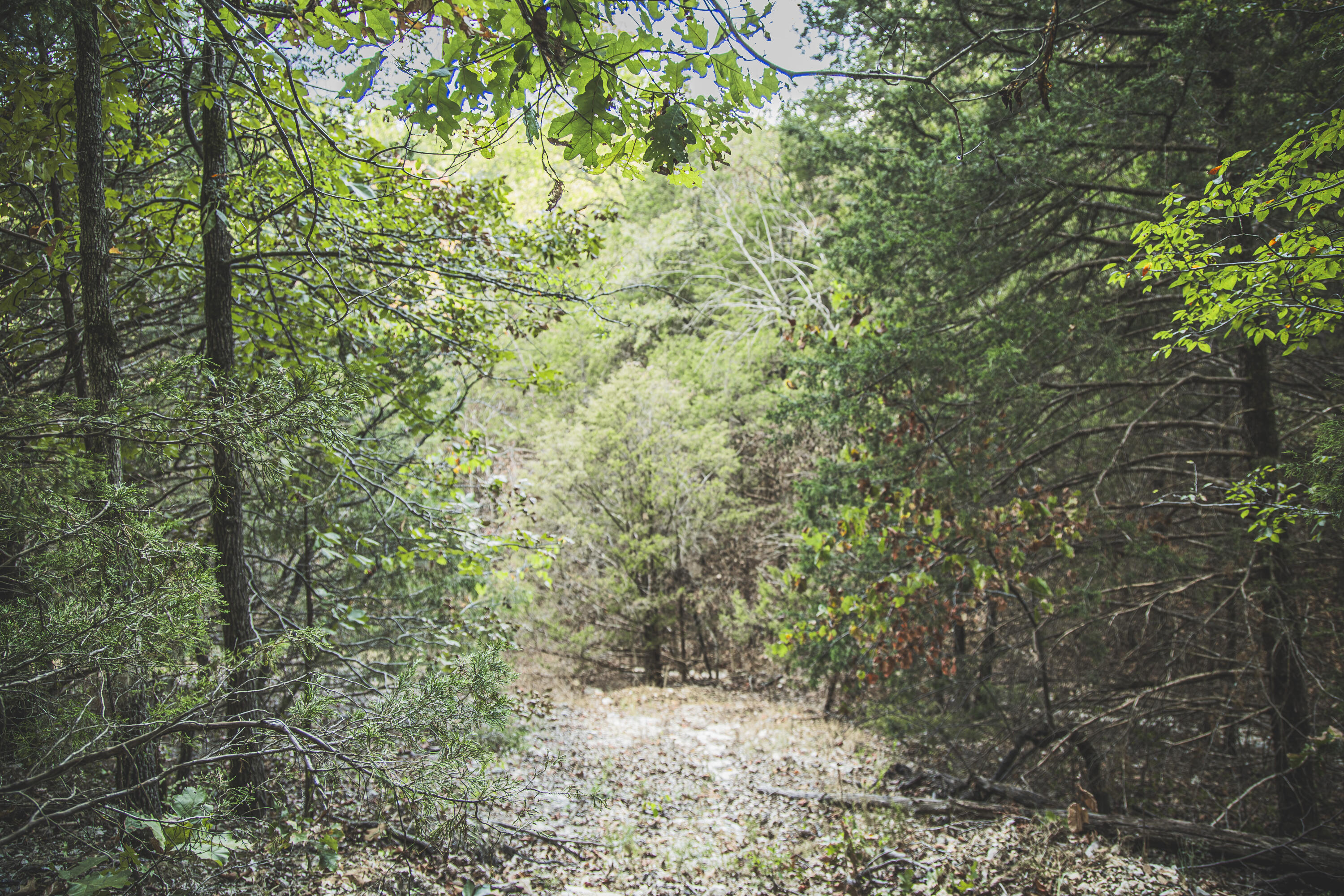 Photo 92 - Land for sale – 000  Boone Hollow Rd   Powell, MO