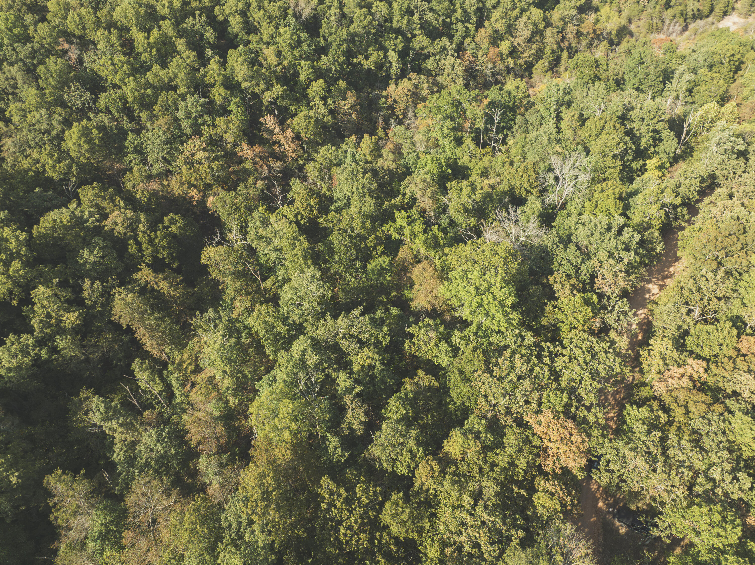 Photo 6 - Land for sale – 000  Boone Hollow Rd   Powell, MO