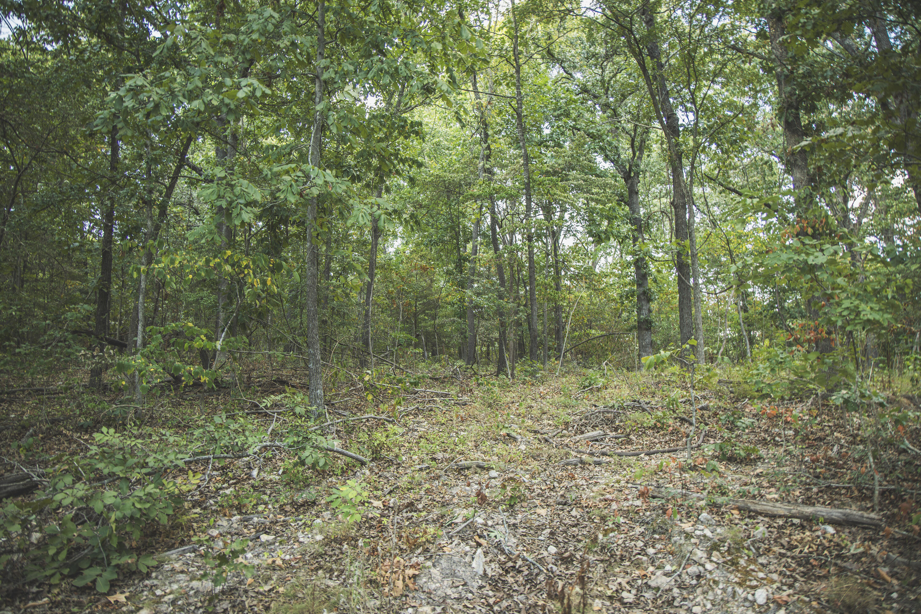 Photo 90 - Land for sale – 000  Boone Hollow Rd   Powell, MO