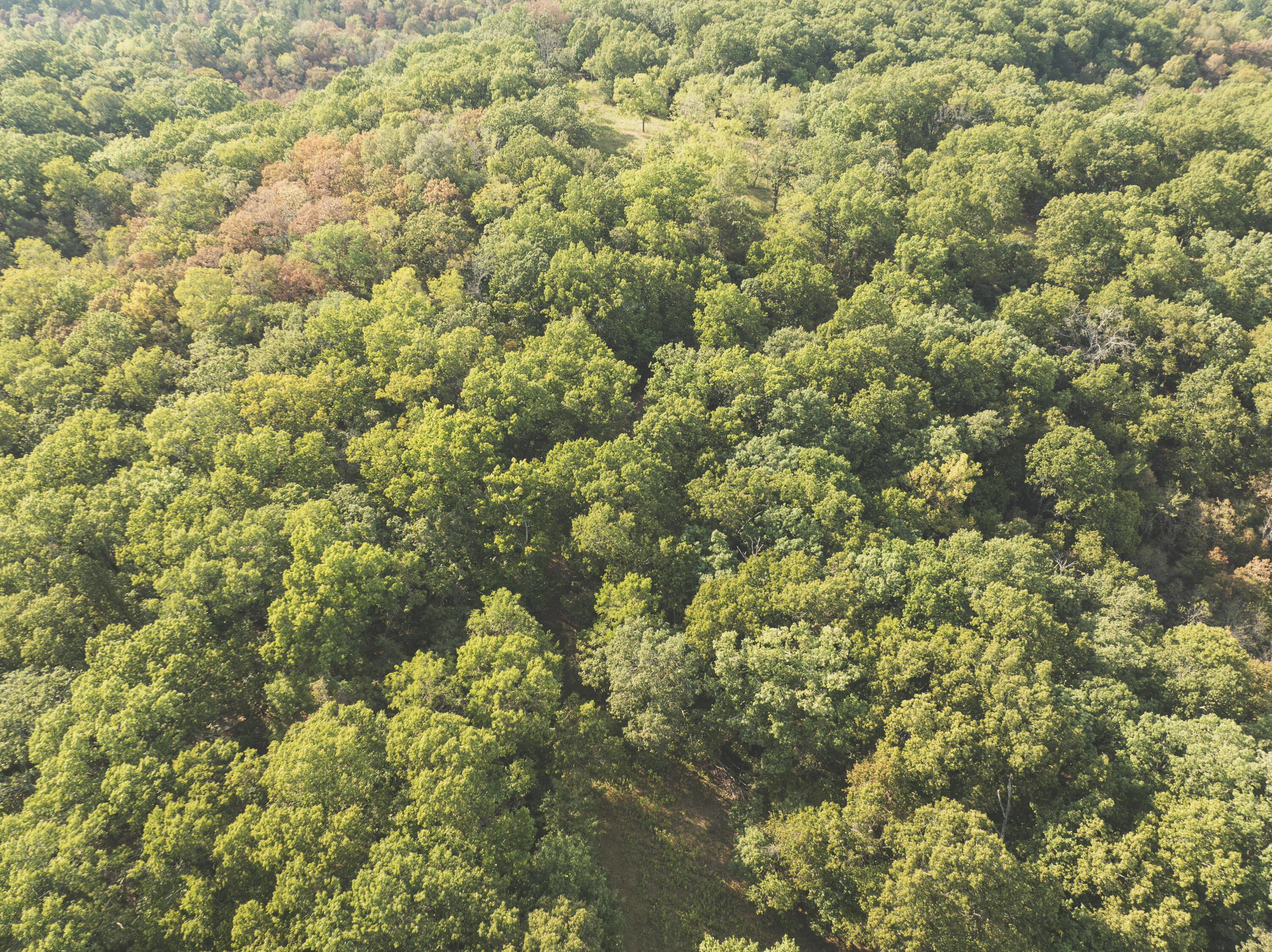 Photo 23 - Land for sale – 000  Boone Hollow Rd   Powell, MO