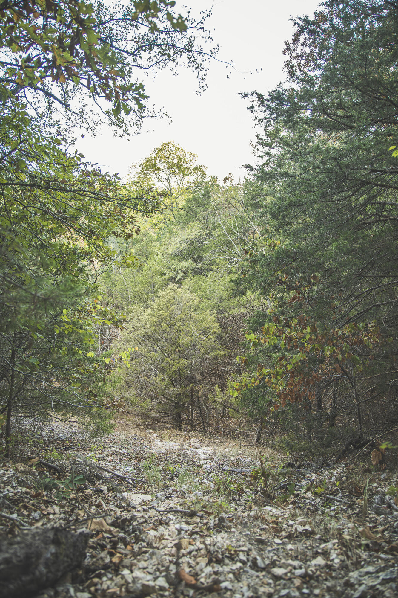 Photo 91 - Land for sale – 000  Boone Hollow Rd   Powell, MO