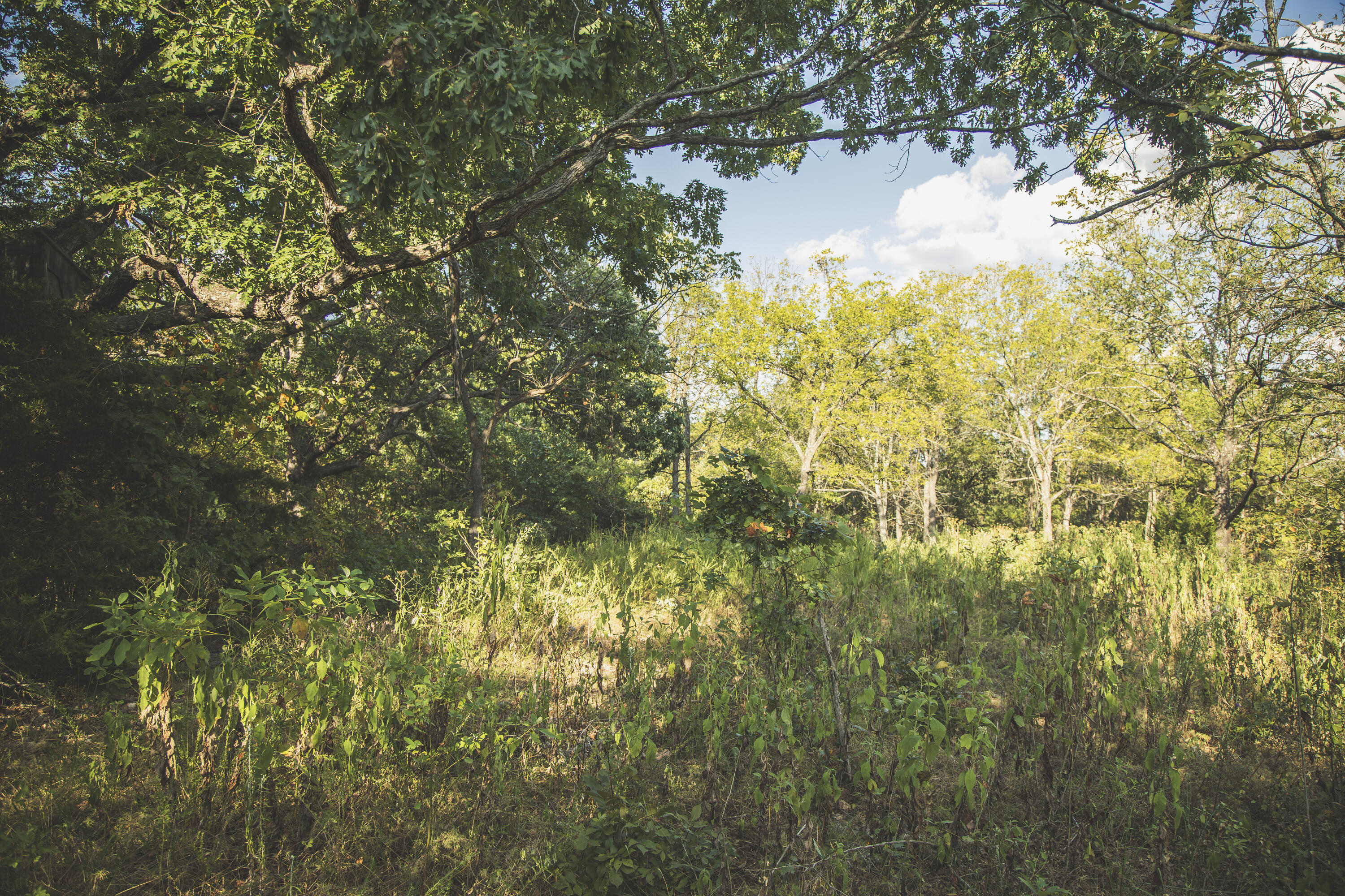 Photo 67 - Land for sale – 000  Boone Hollow Rd   Powell, MO