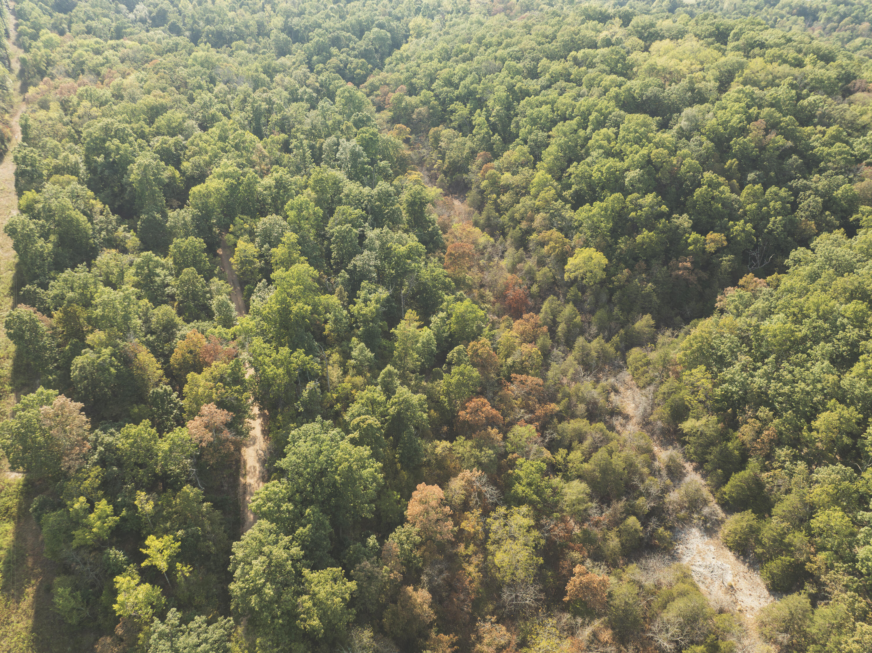 Photo 14 - Land for sale – 000  Boone Hollow Rd   Powell, MO