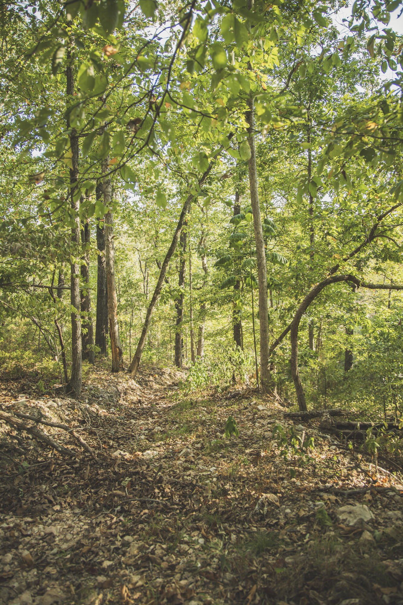 Photo 82 - Land for sale – 000  Boone Hollow Rd   Powell, MO