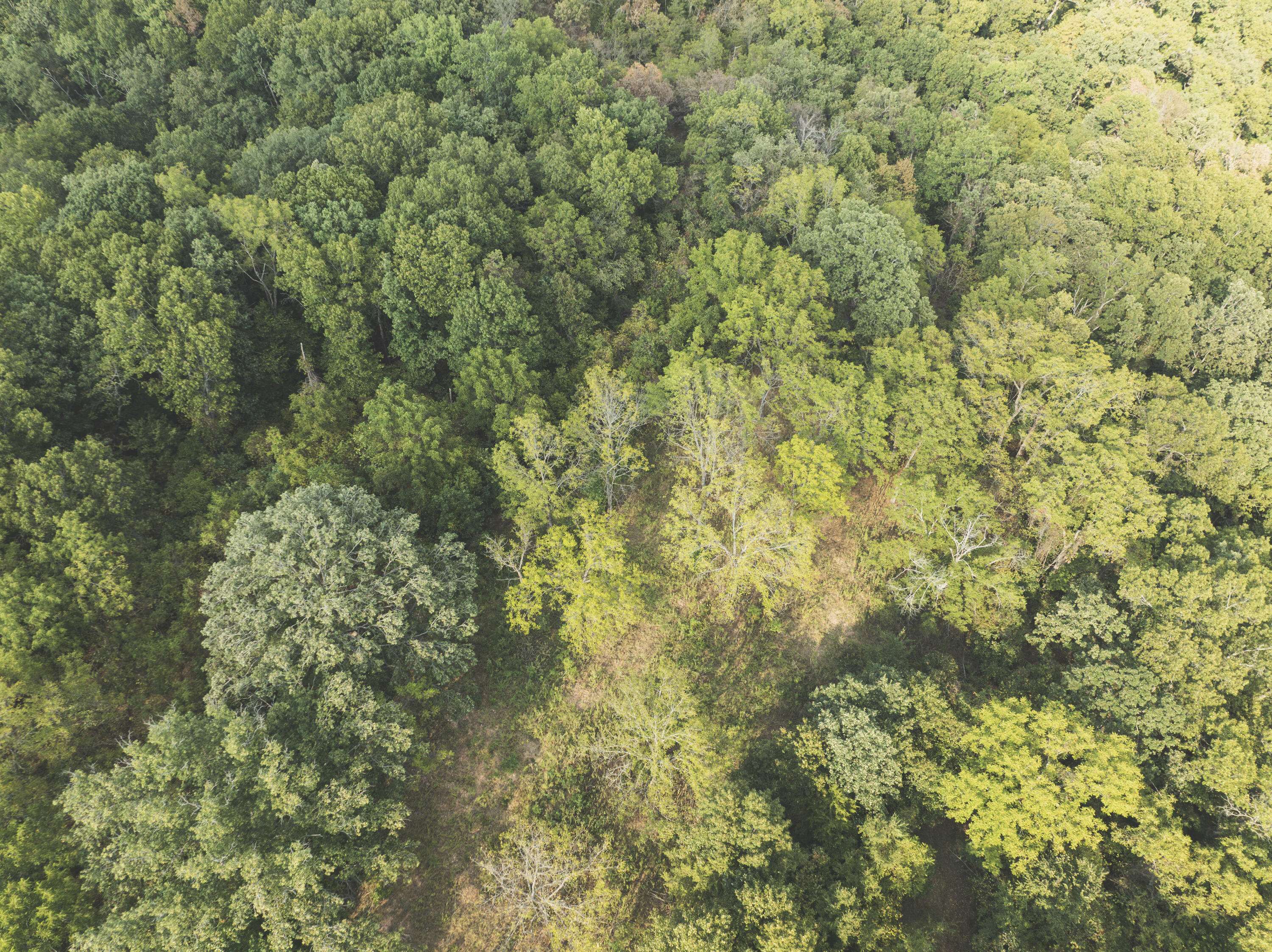 Photo 35 - Land for sale – 000  Boone Hollow Rd   Powell, MO