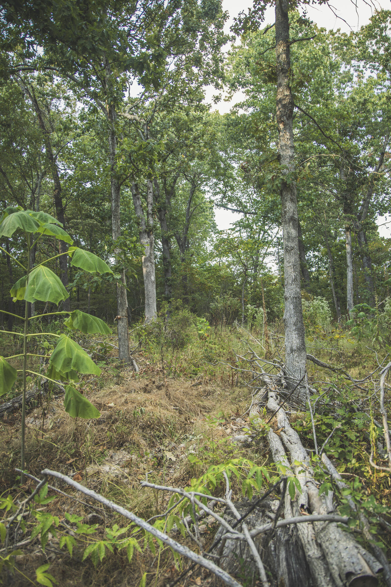 Photo 87 - Land for sale – 000  Boone Hollow Rd   Powell, MO