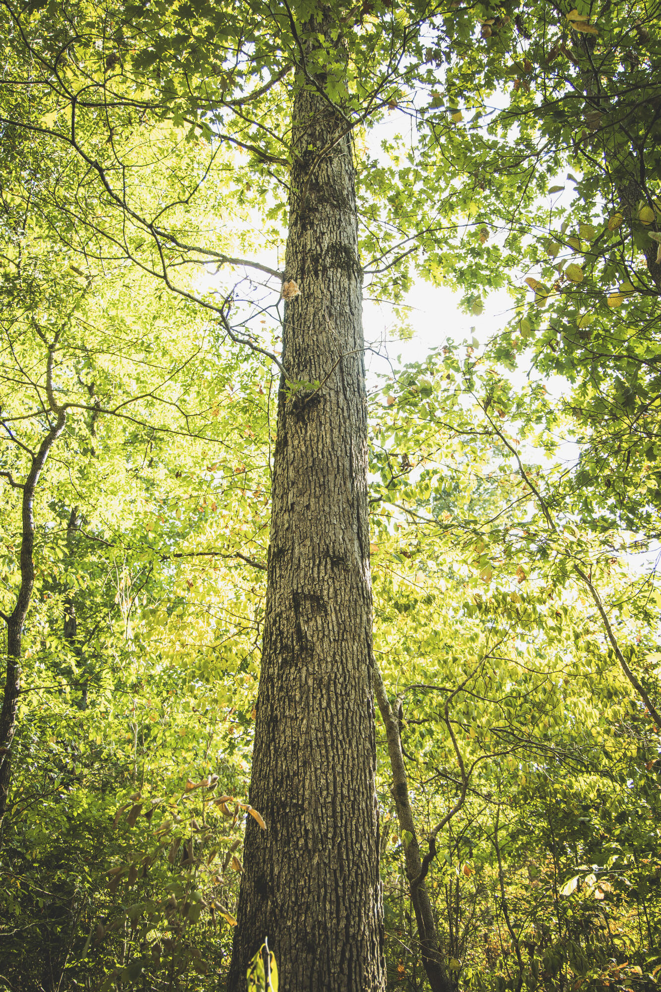 Photo 47 - Land for sale – 000  Boone Hollow Rd   Powell, MO