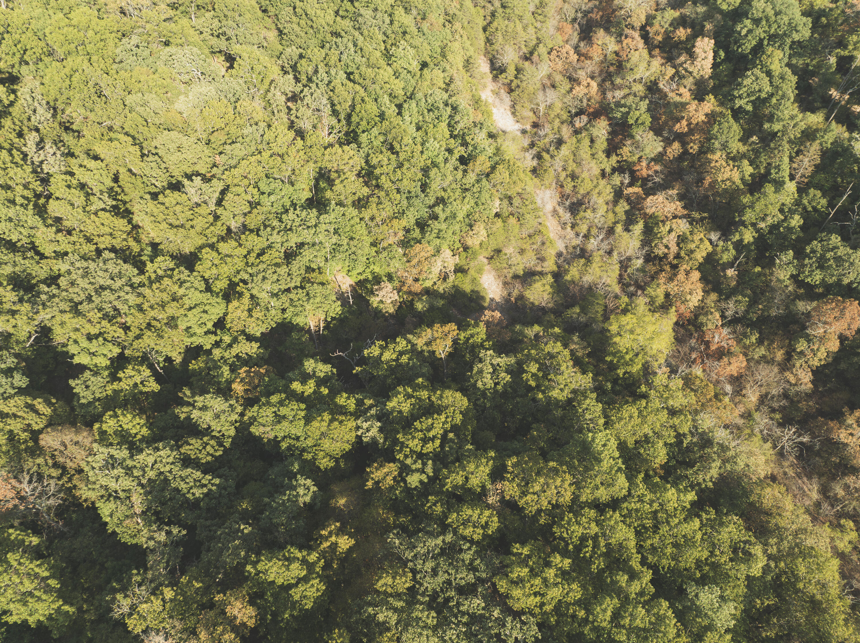 Photo 33 - Land for sale – 000  Boone Hollow Rd   Powell, MO