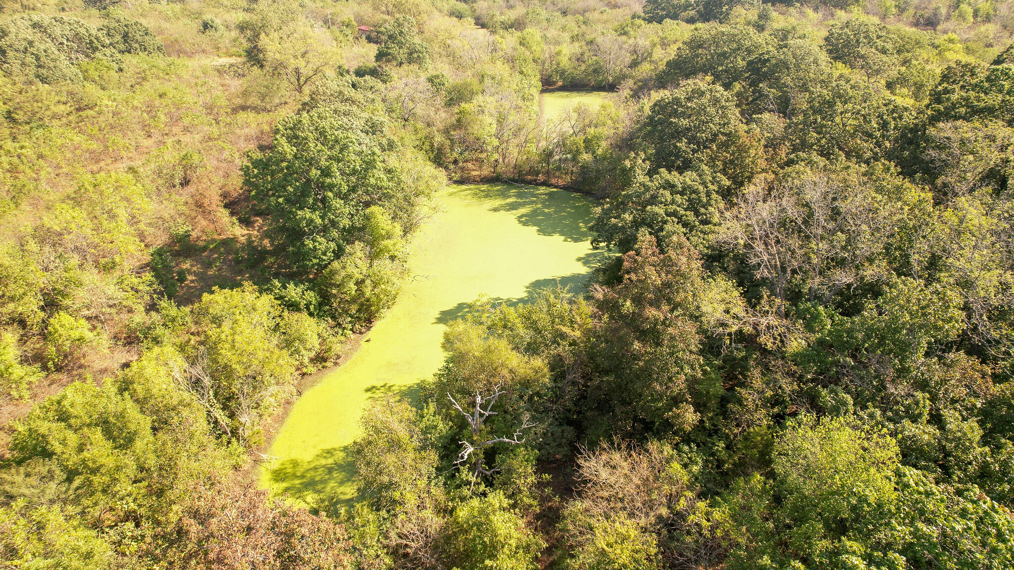 Photo 6 - Land for sale – 11075 E 1700 Road  Stockton, MO